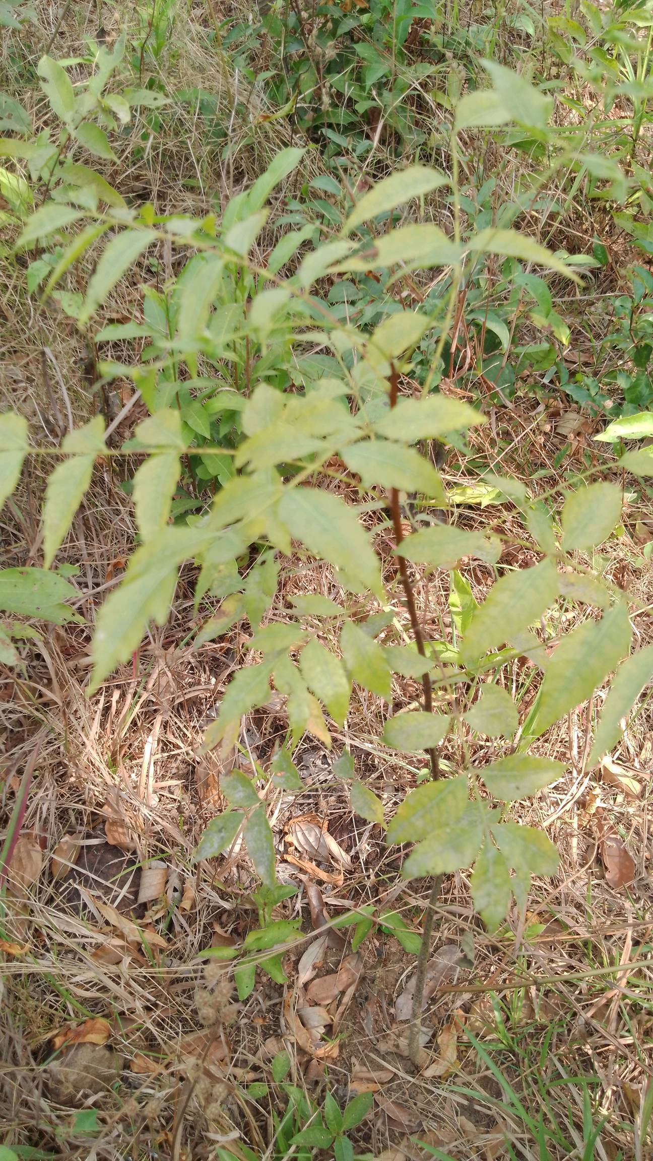 tree