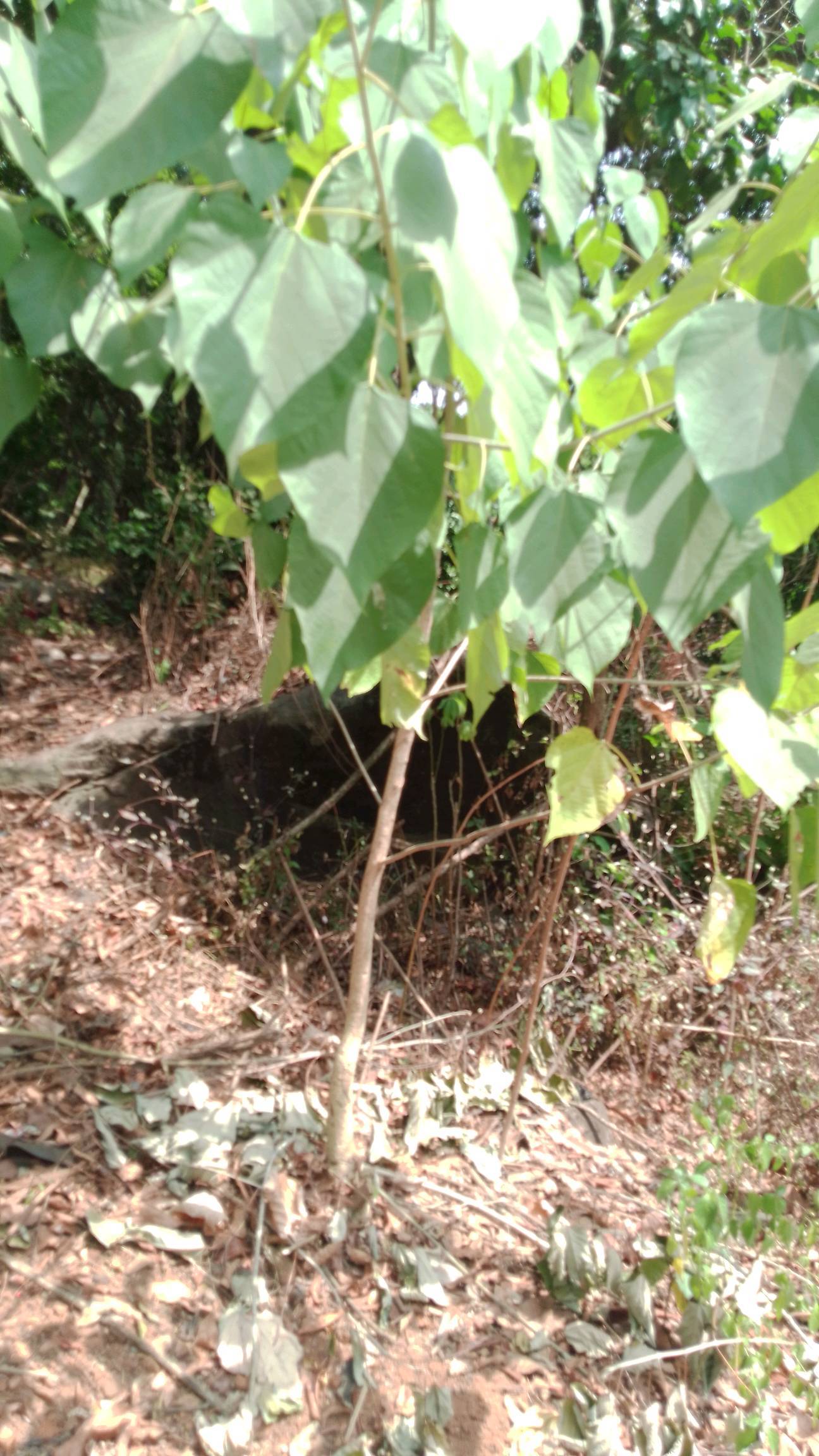 tree