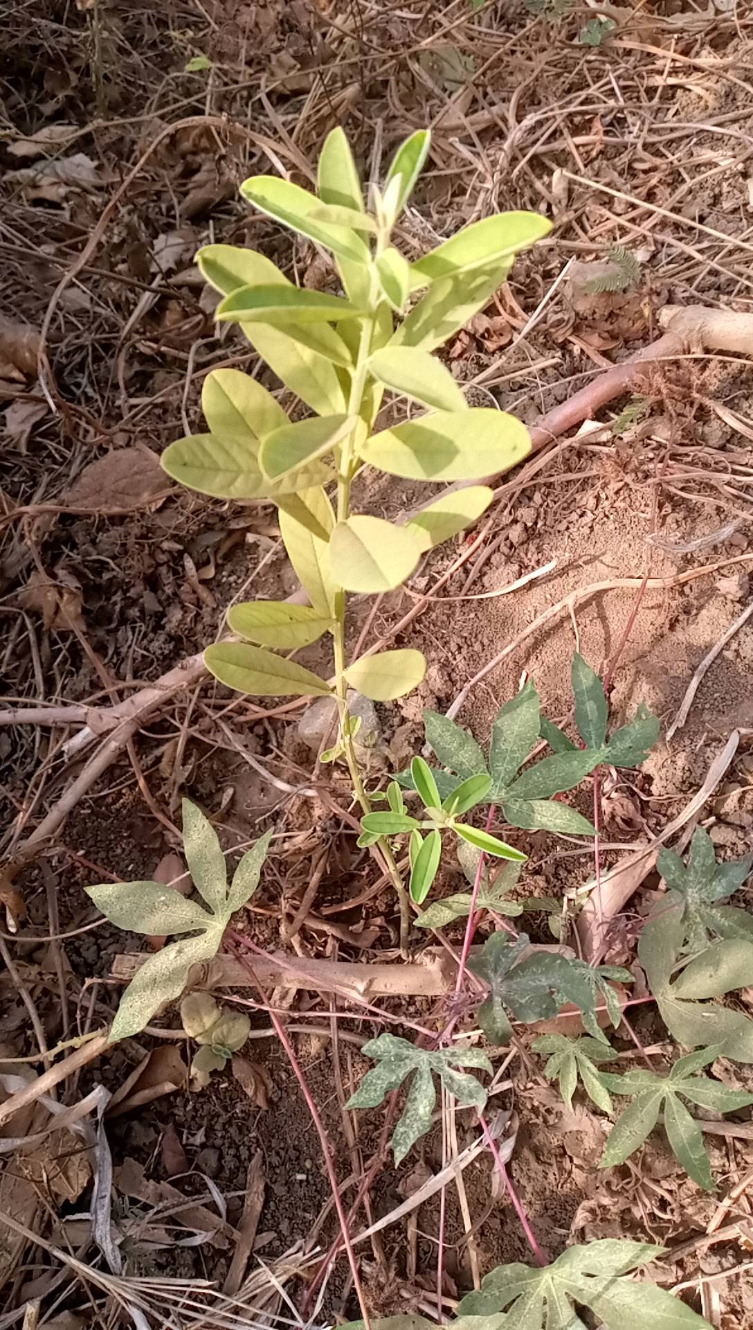 tree