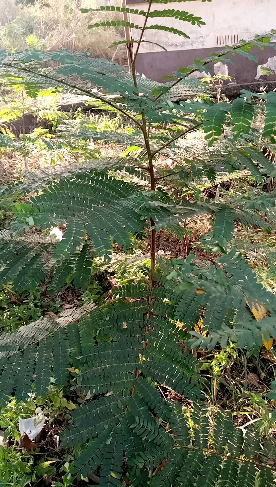 tree