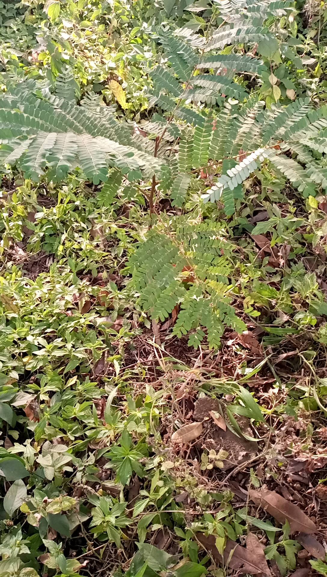 tree