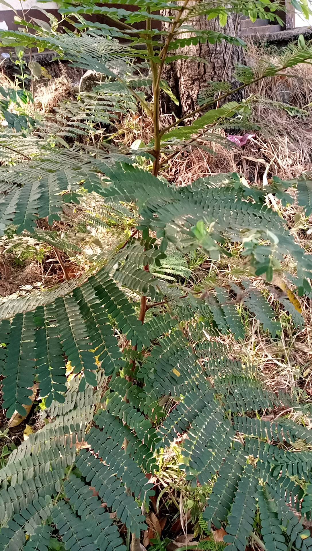 tree
