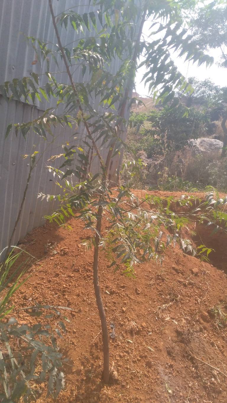 tree