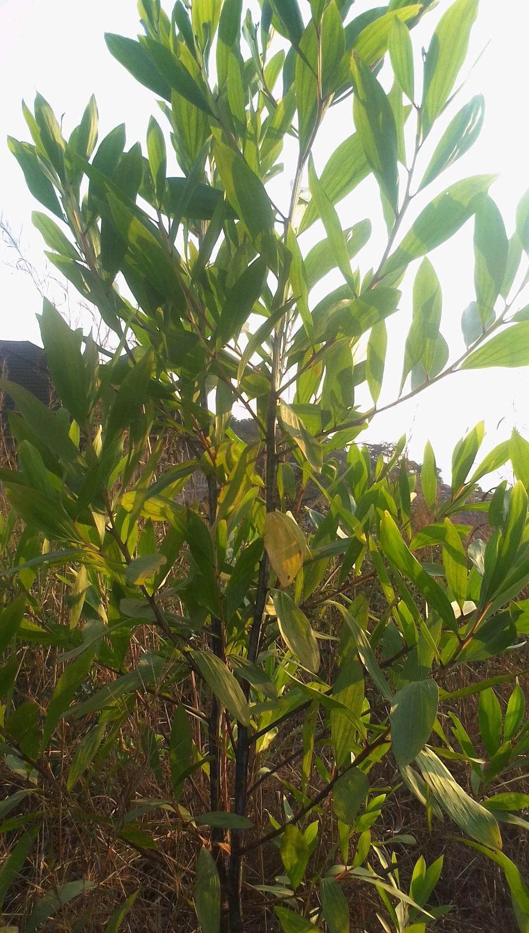 tree