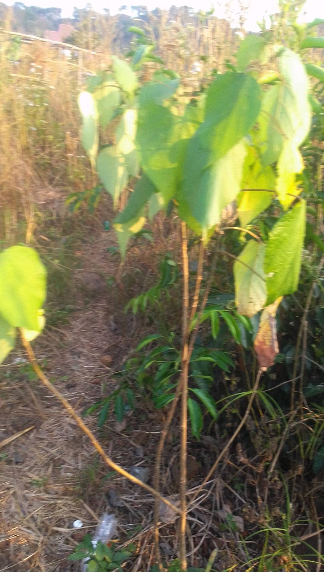 tree