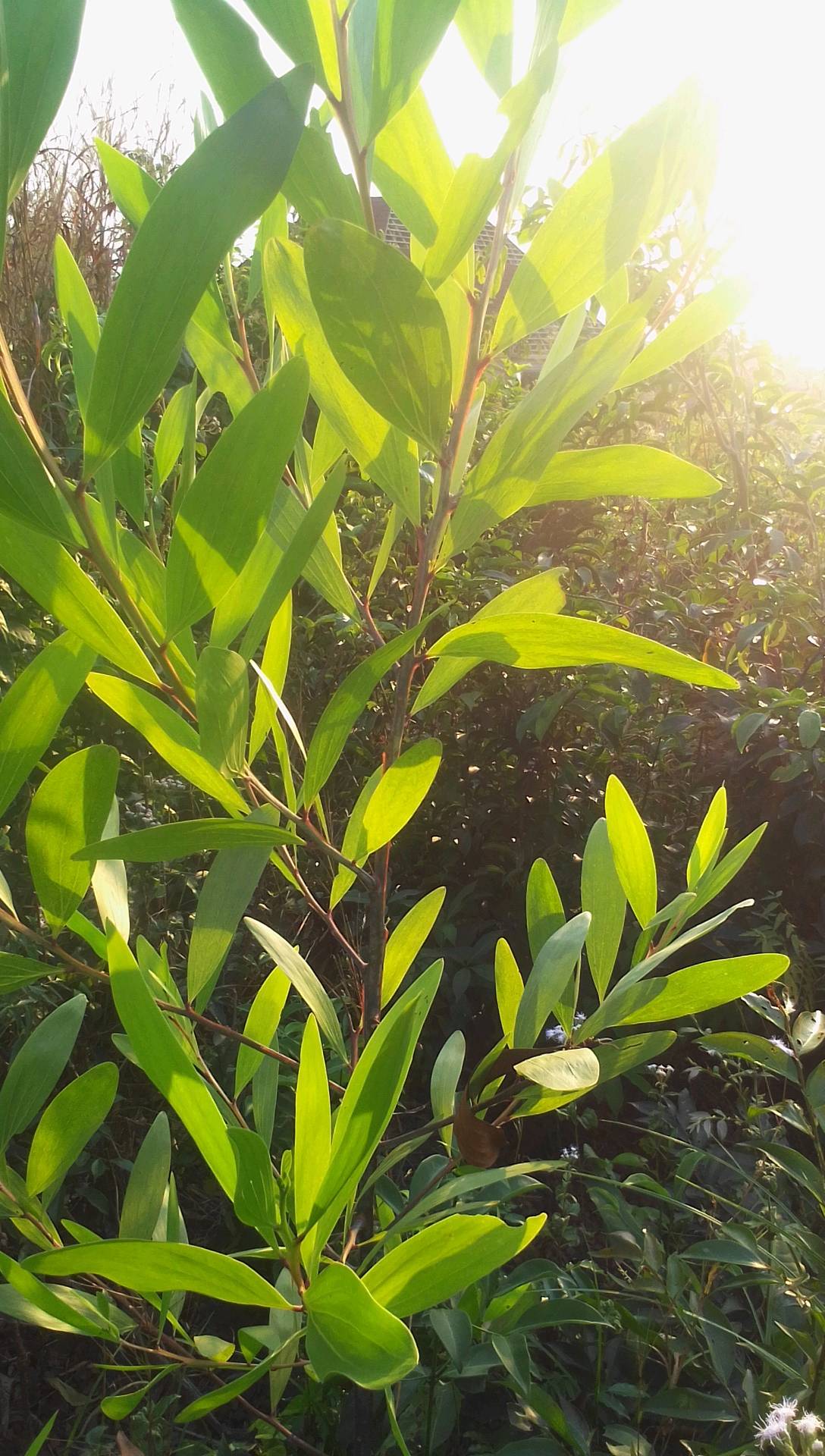 tree