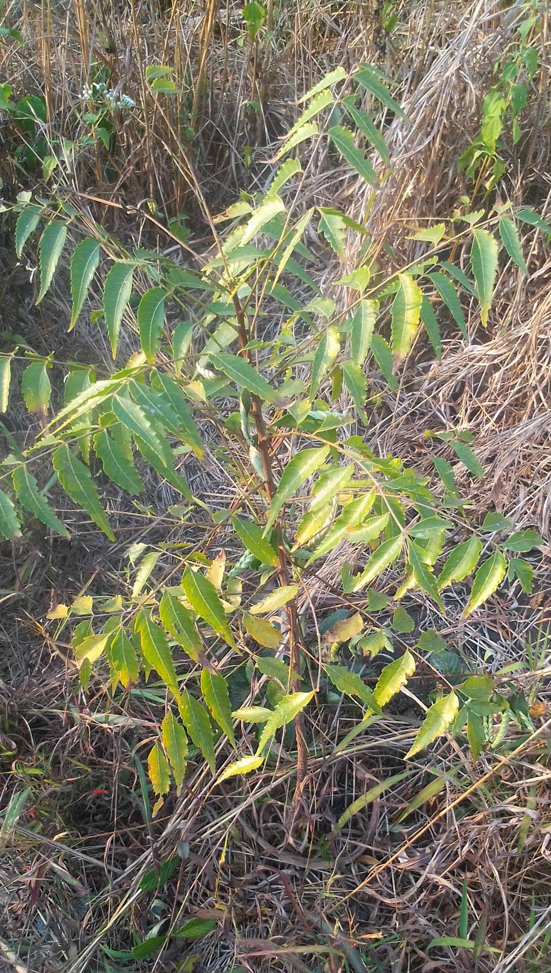 tree