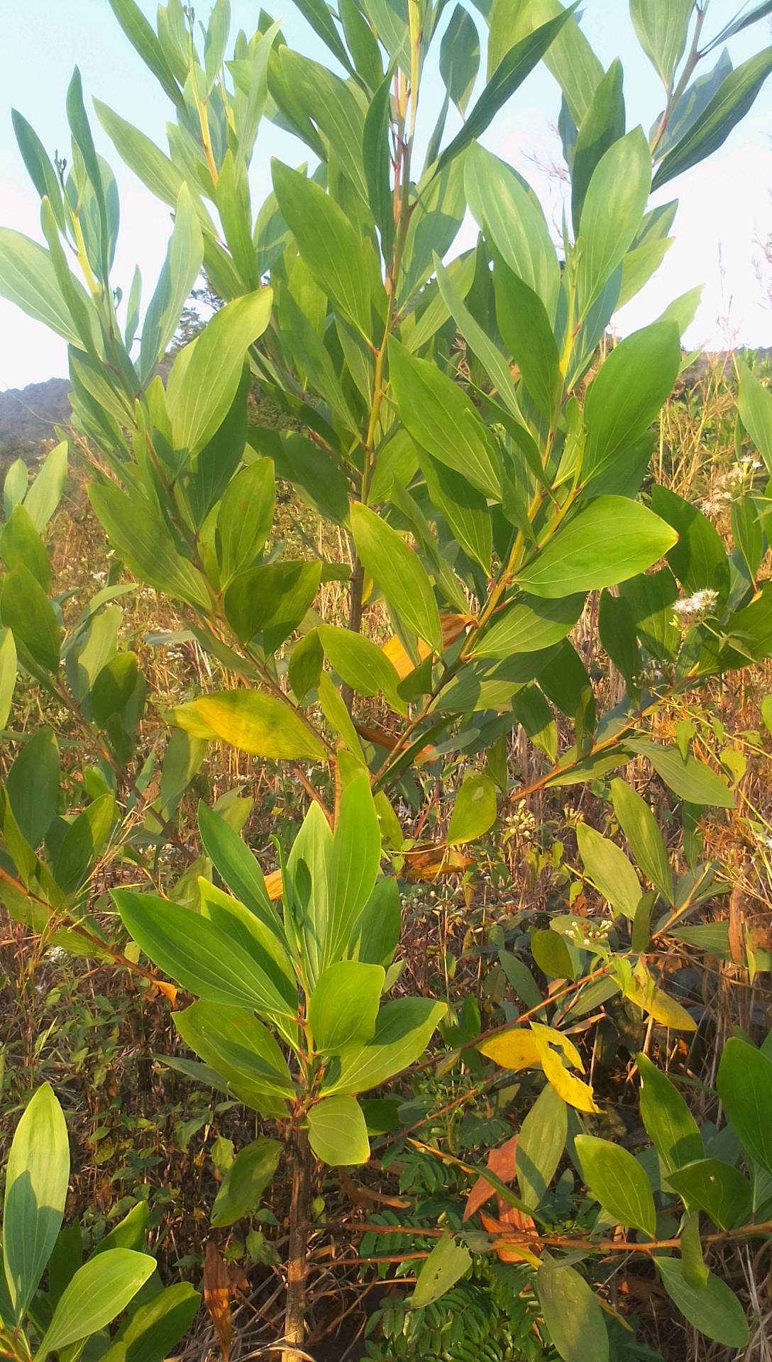 tree