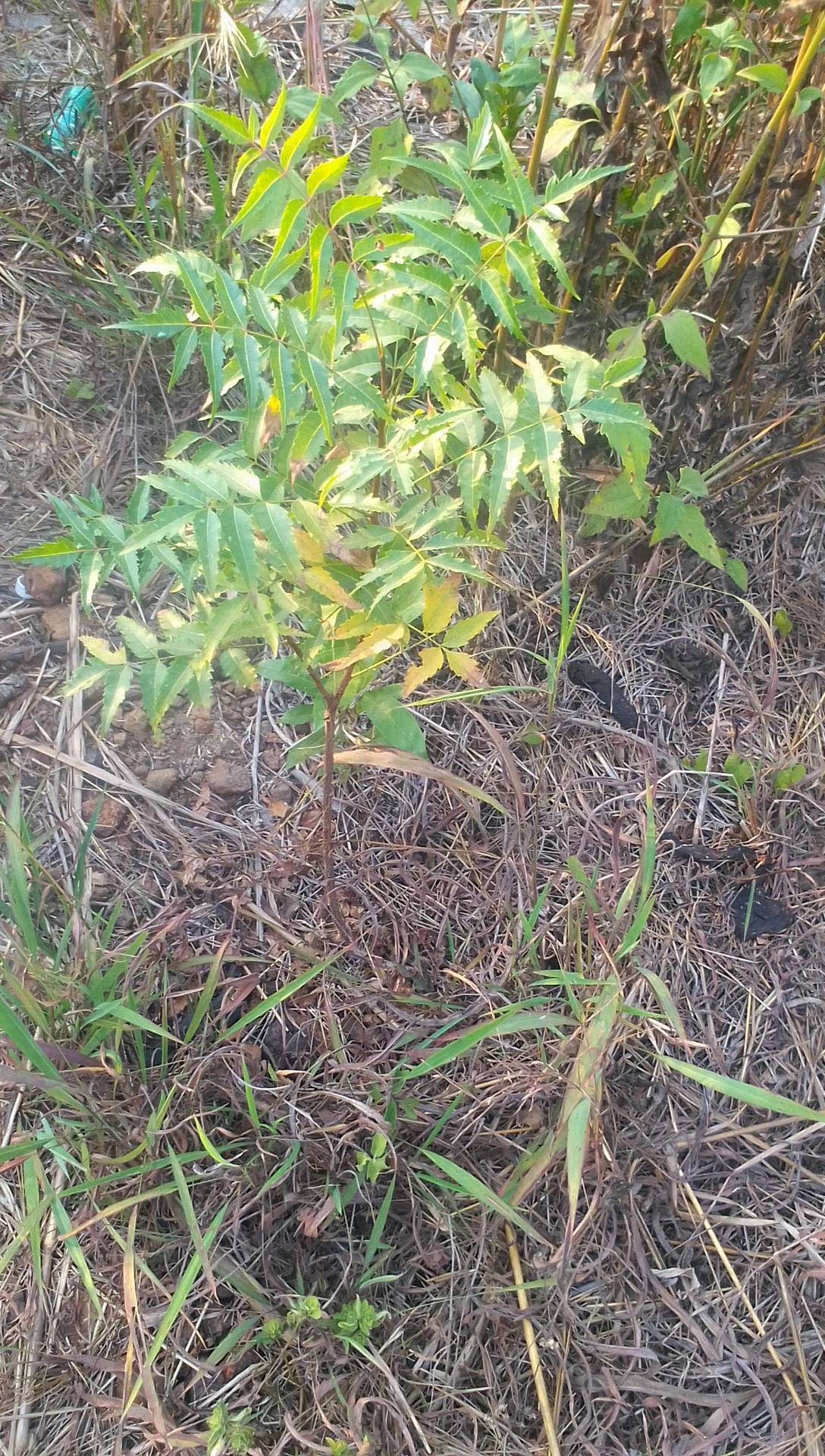 tree