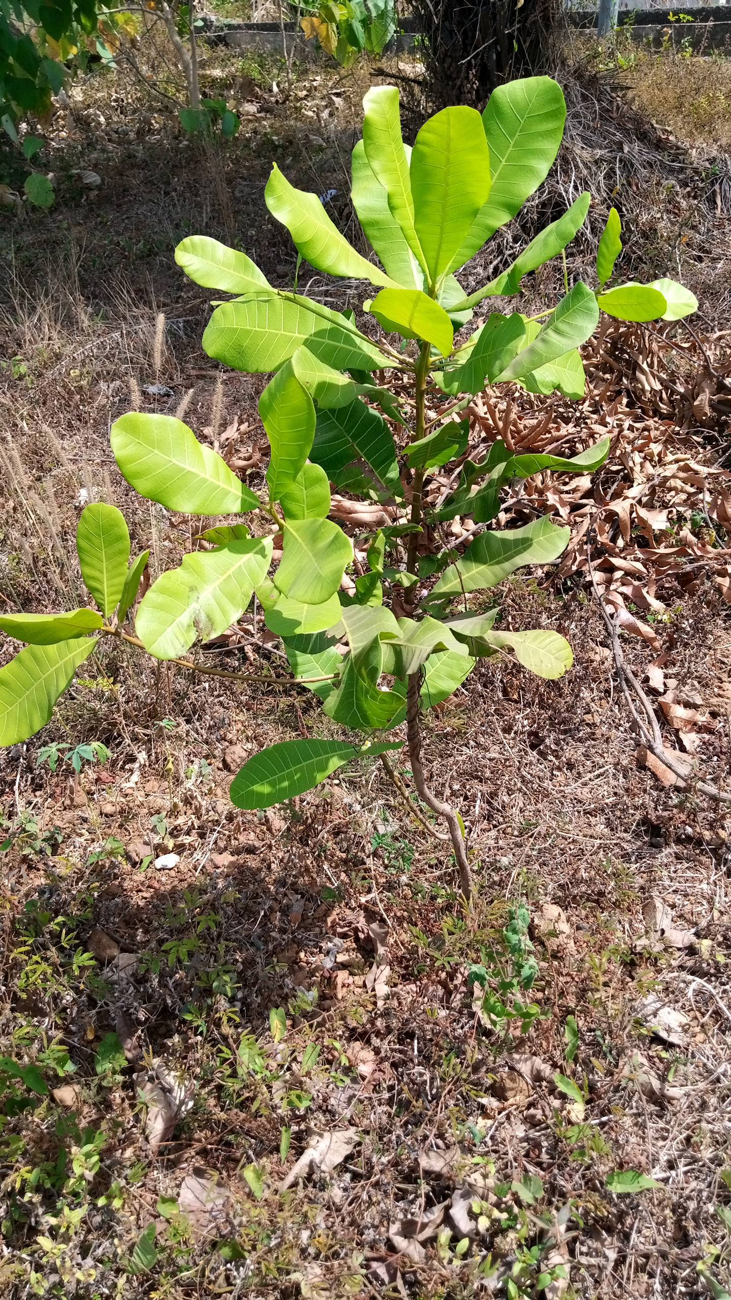 tree