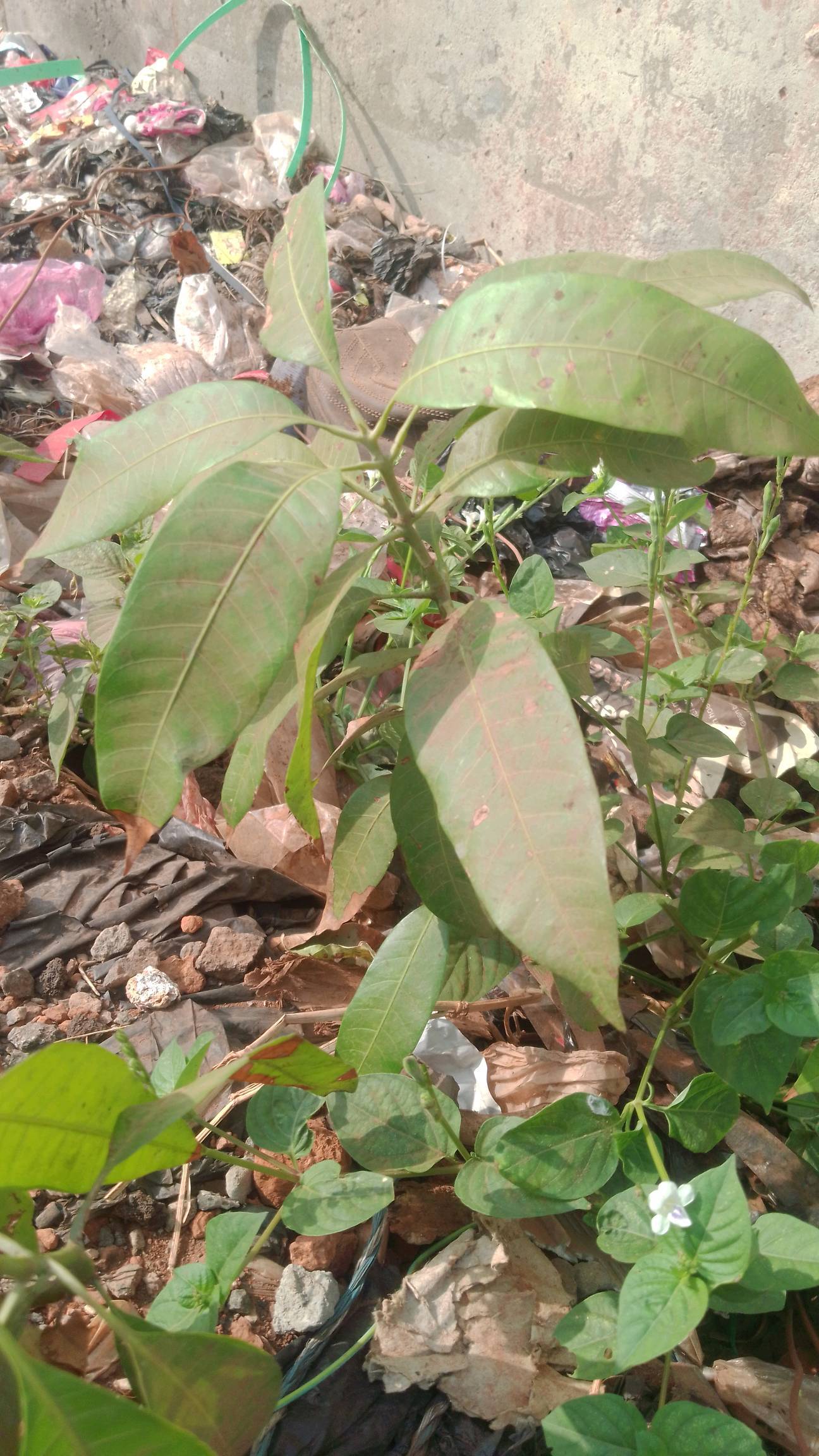 tree