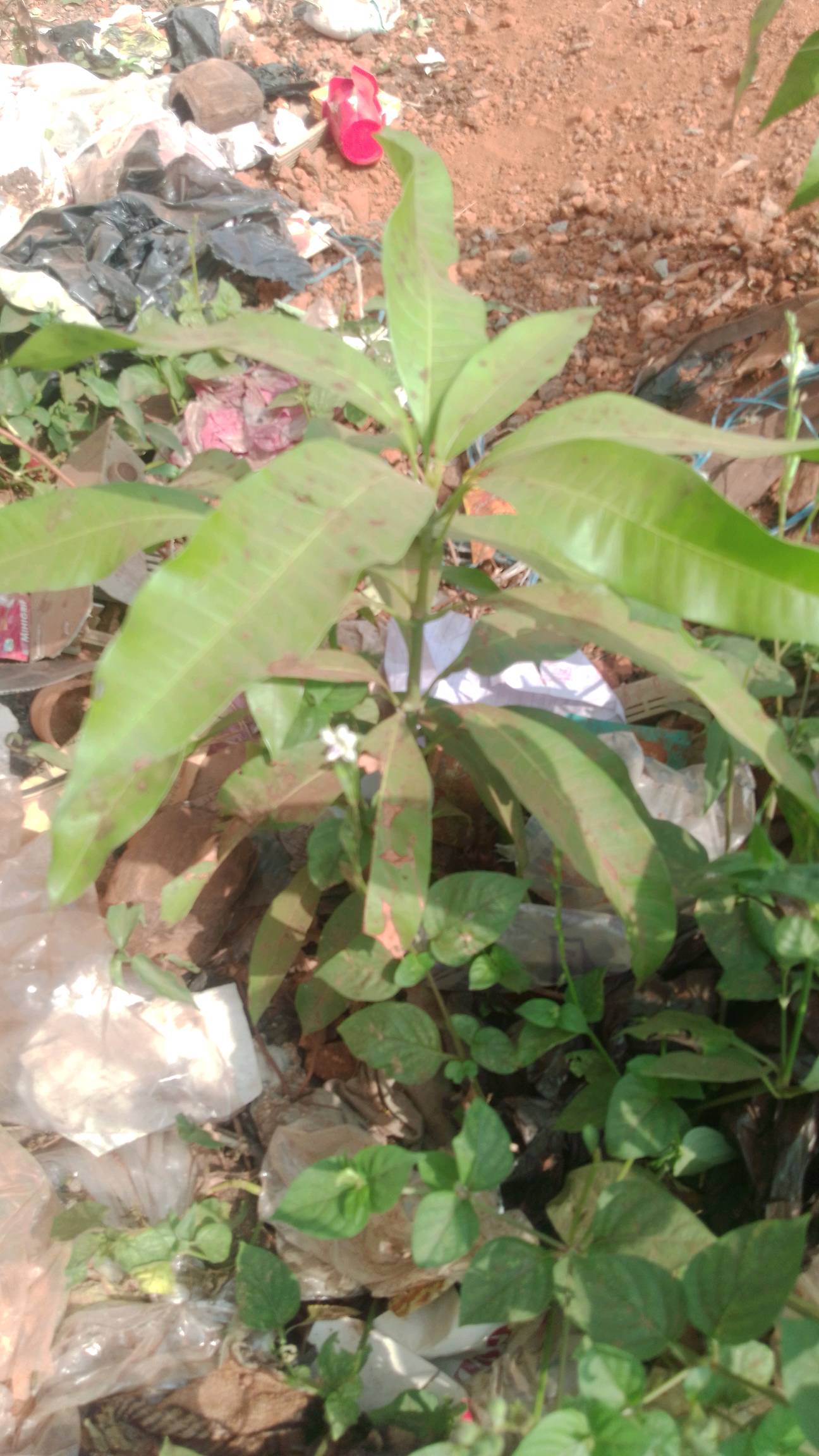 tree