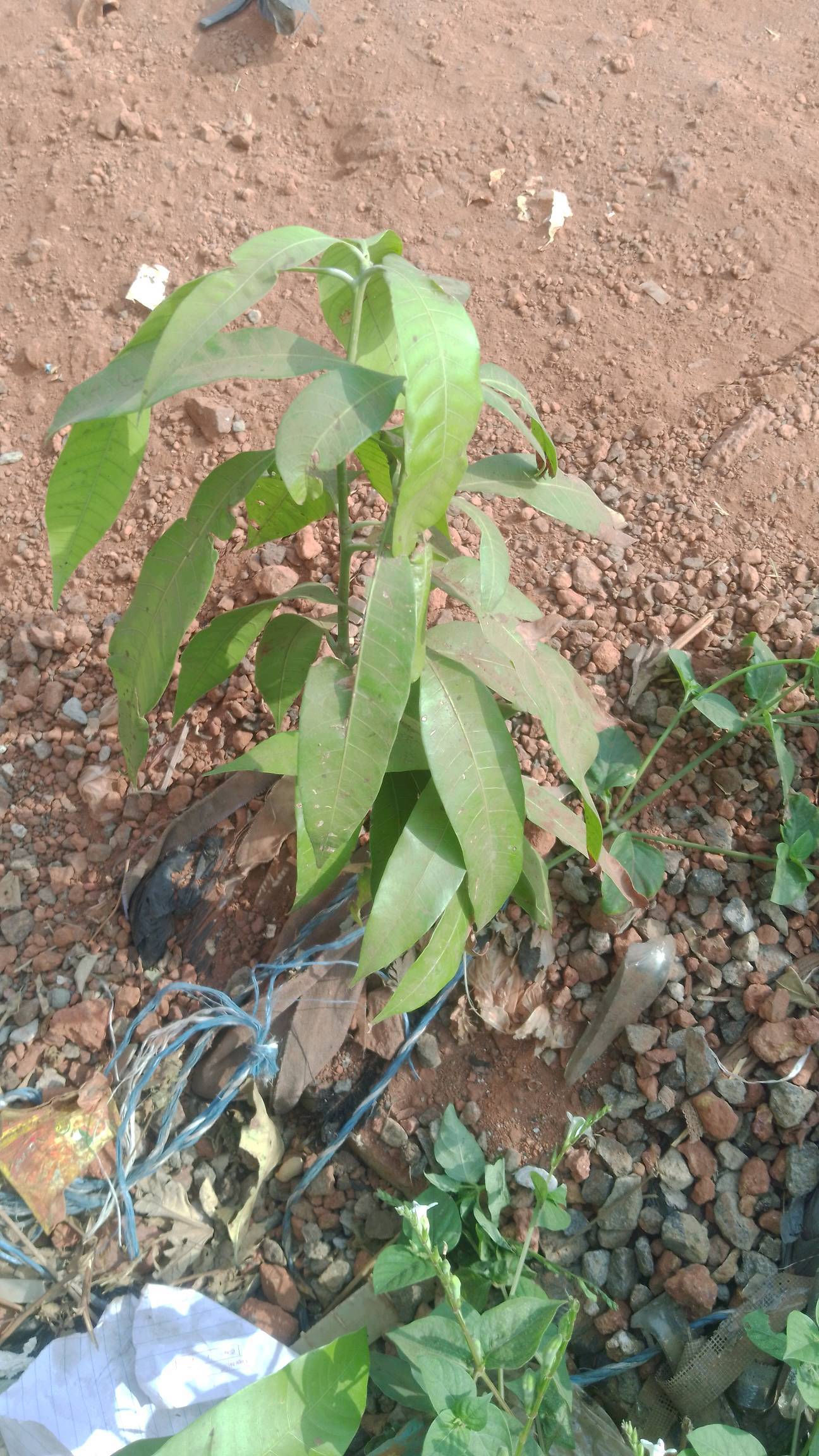 tree