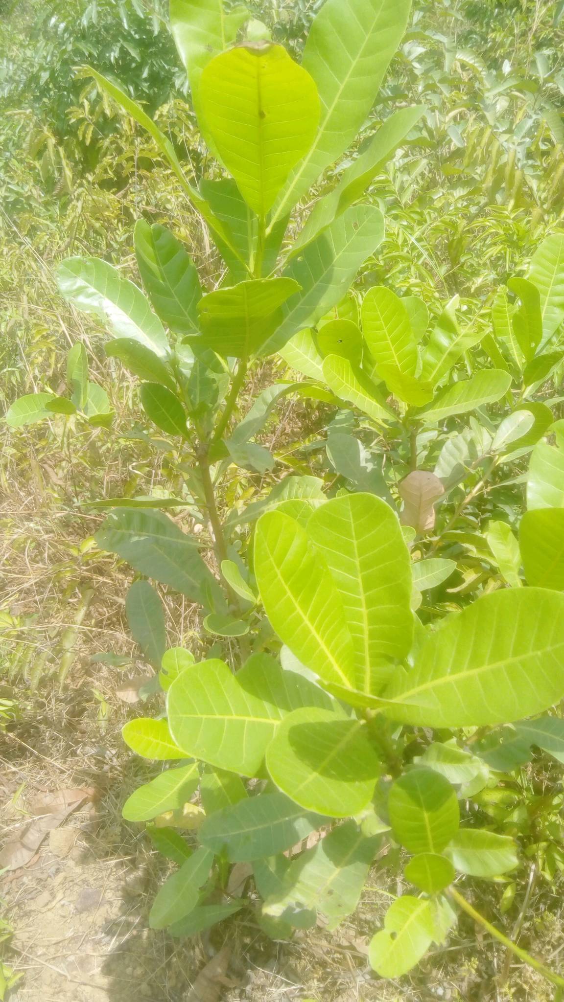 tree