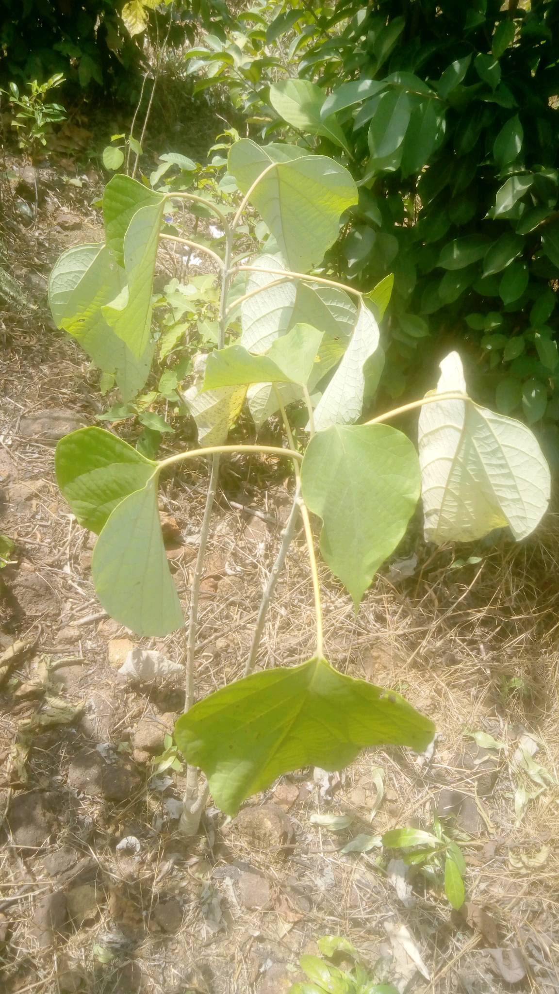 tree