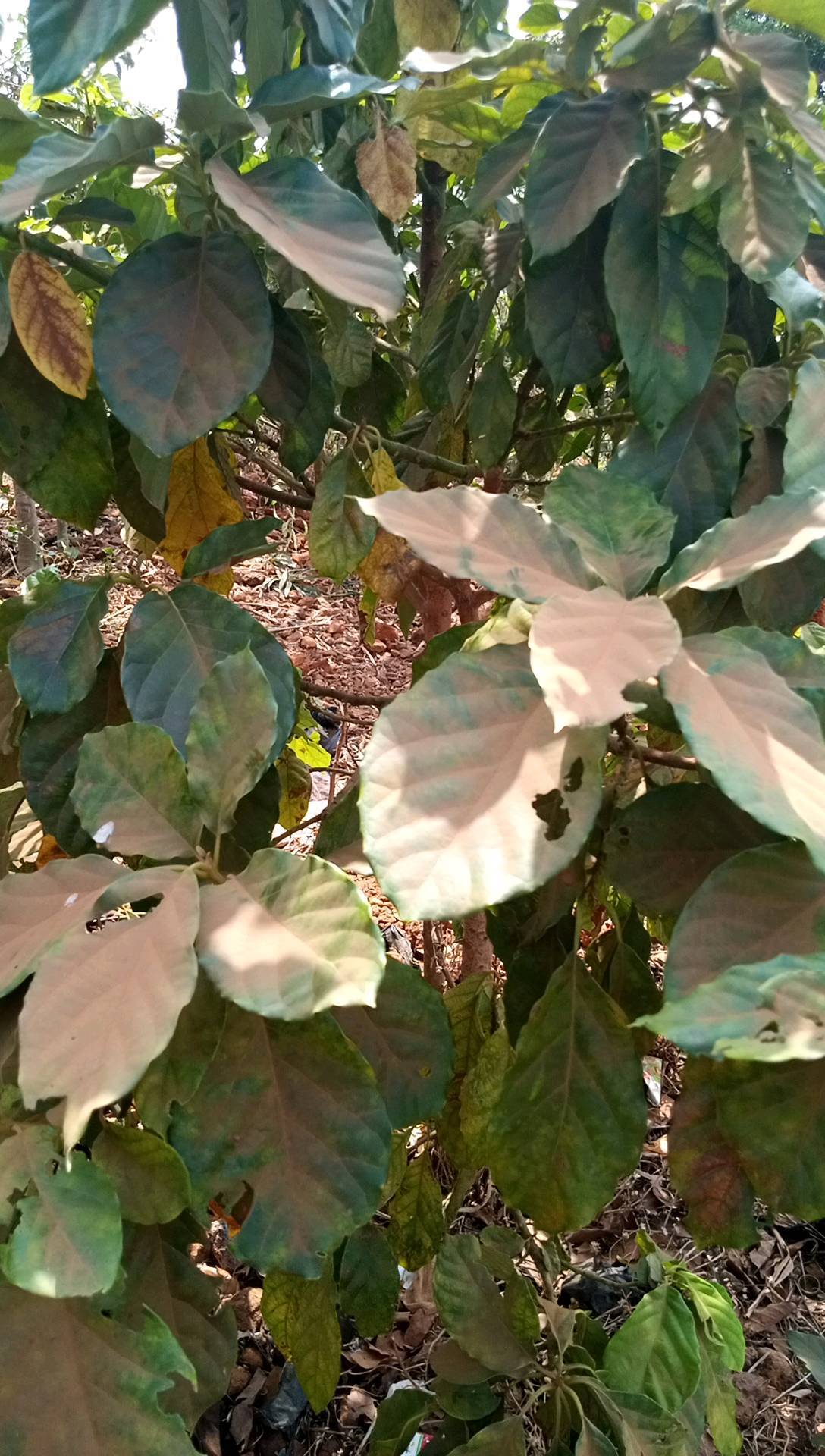 tree