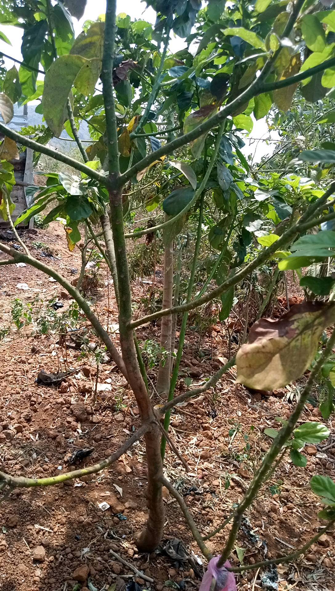 tree