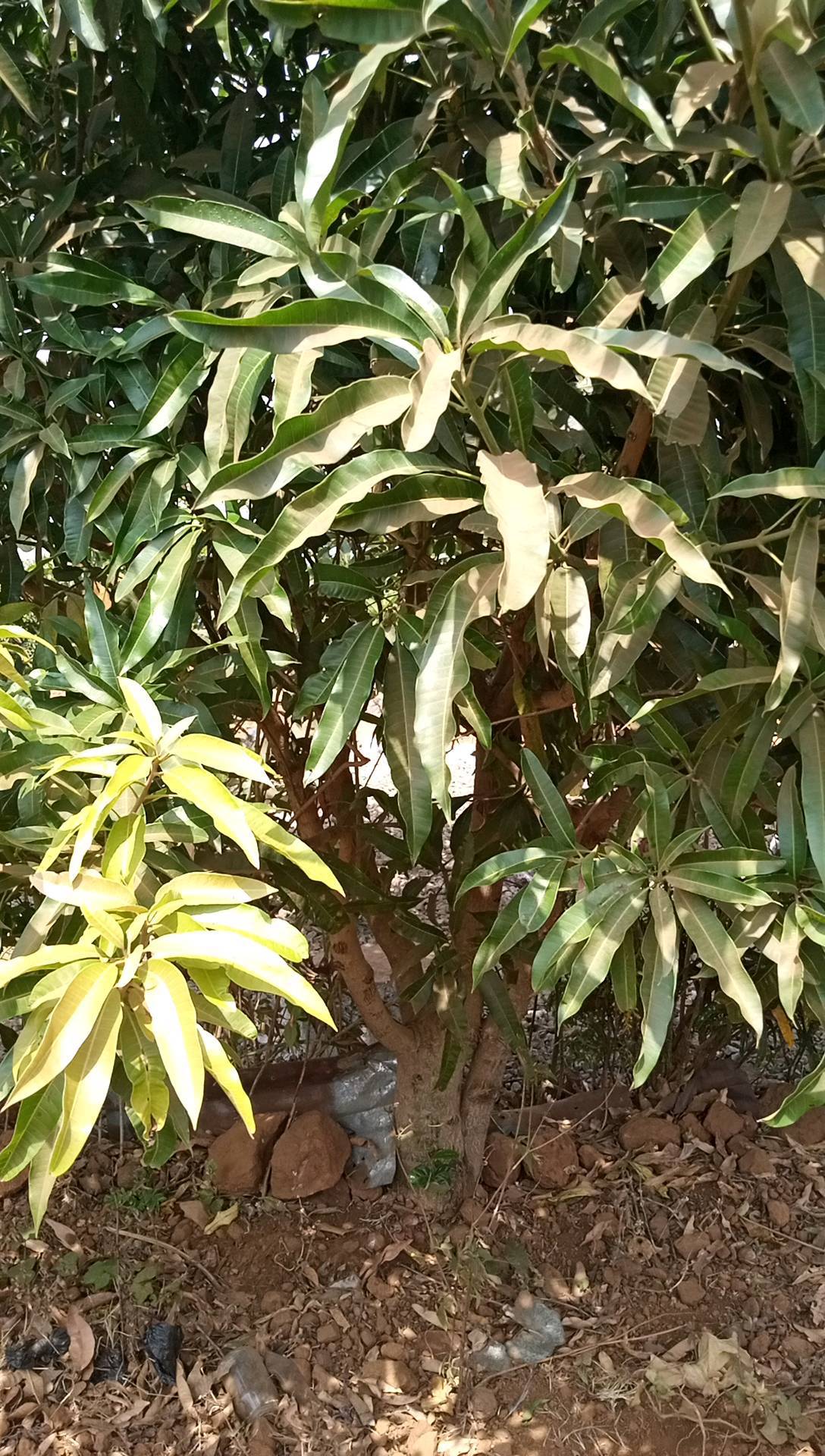 tree