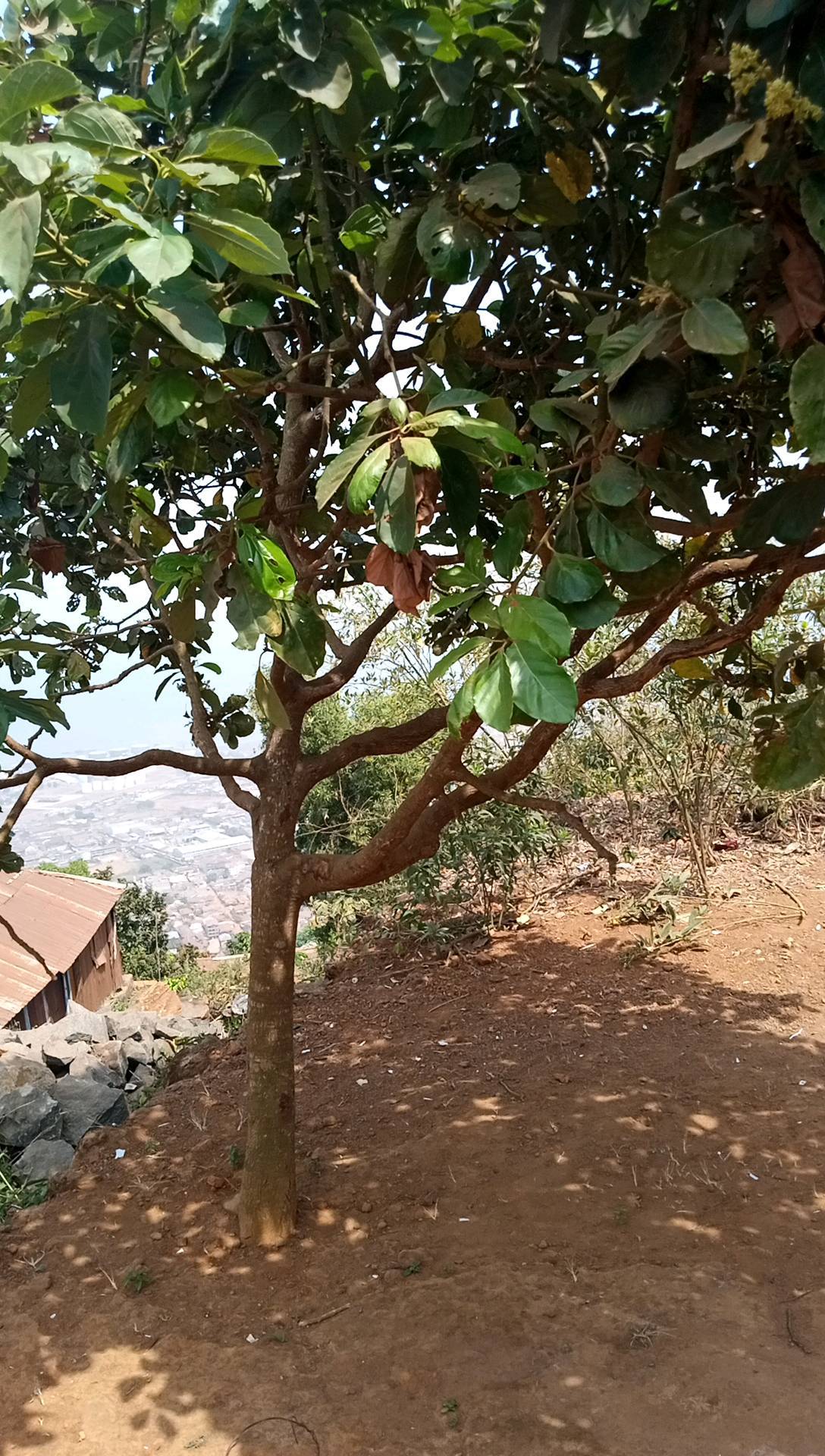 tree