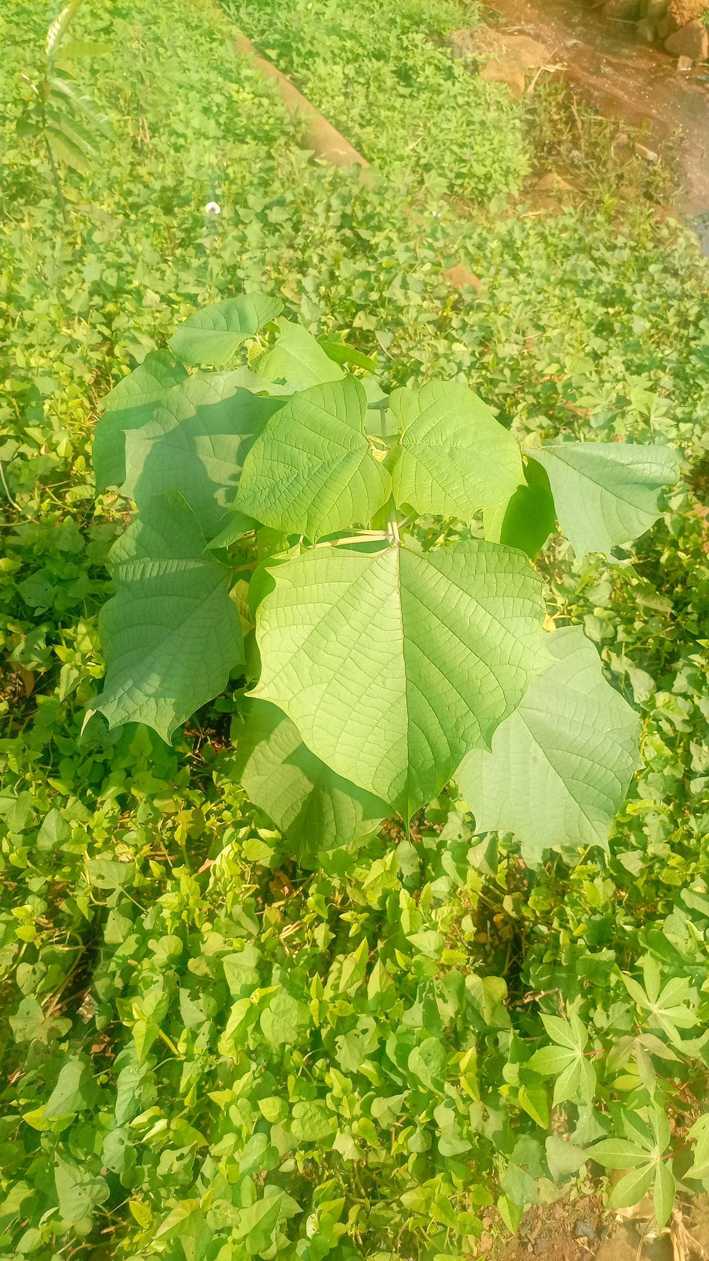 tree