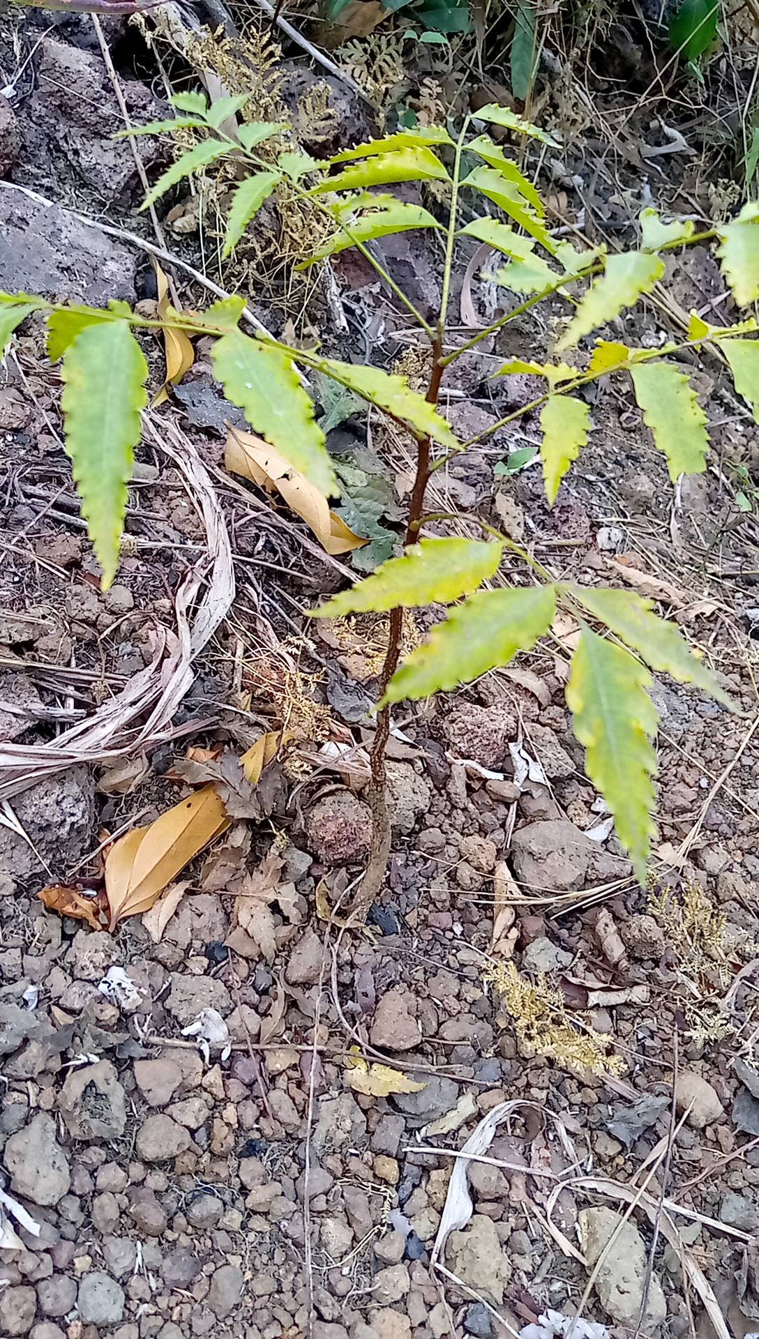 tree