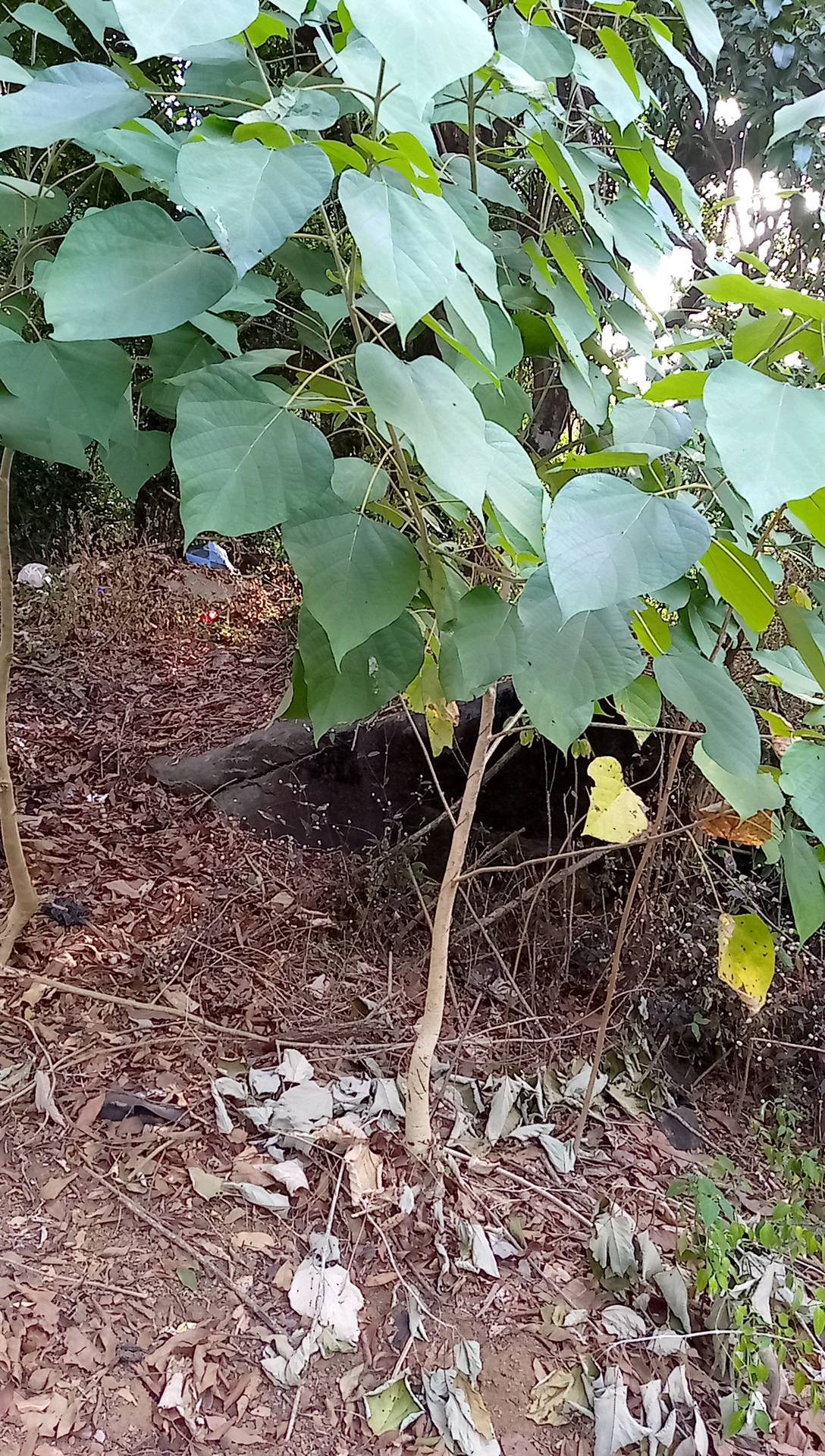 tree