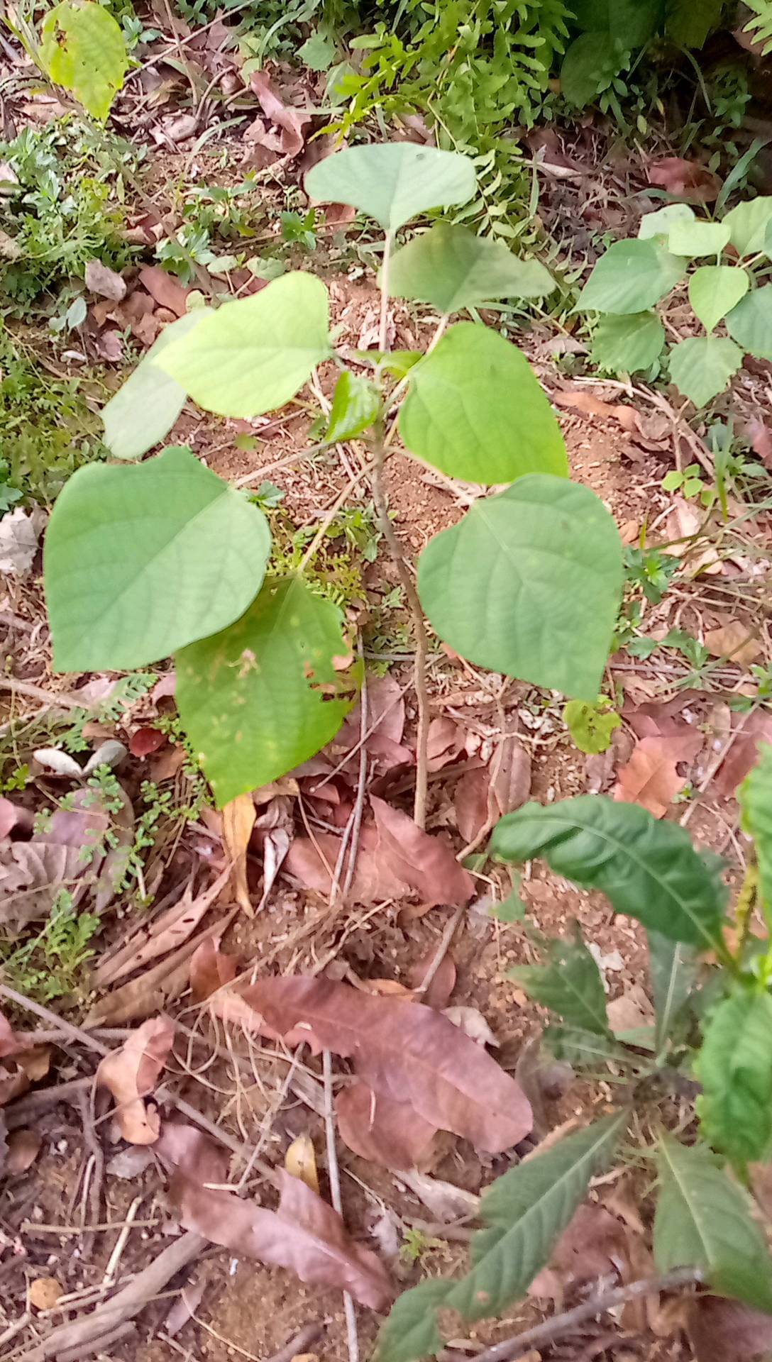 tree