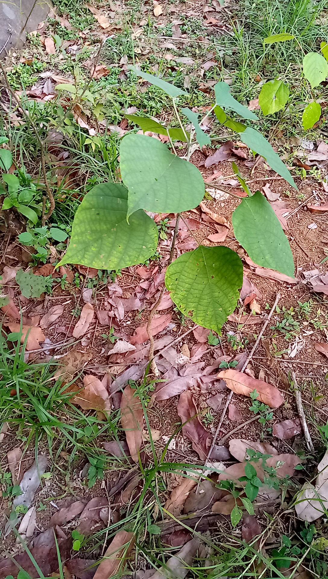 tree