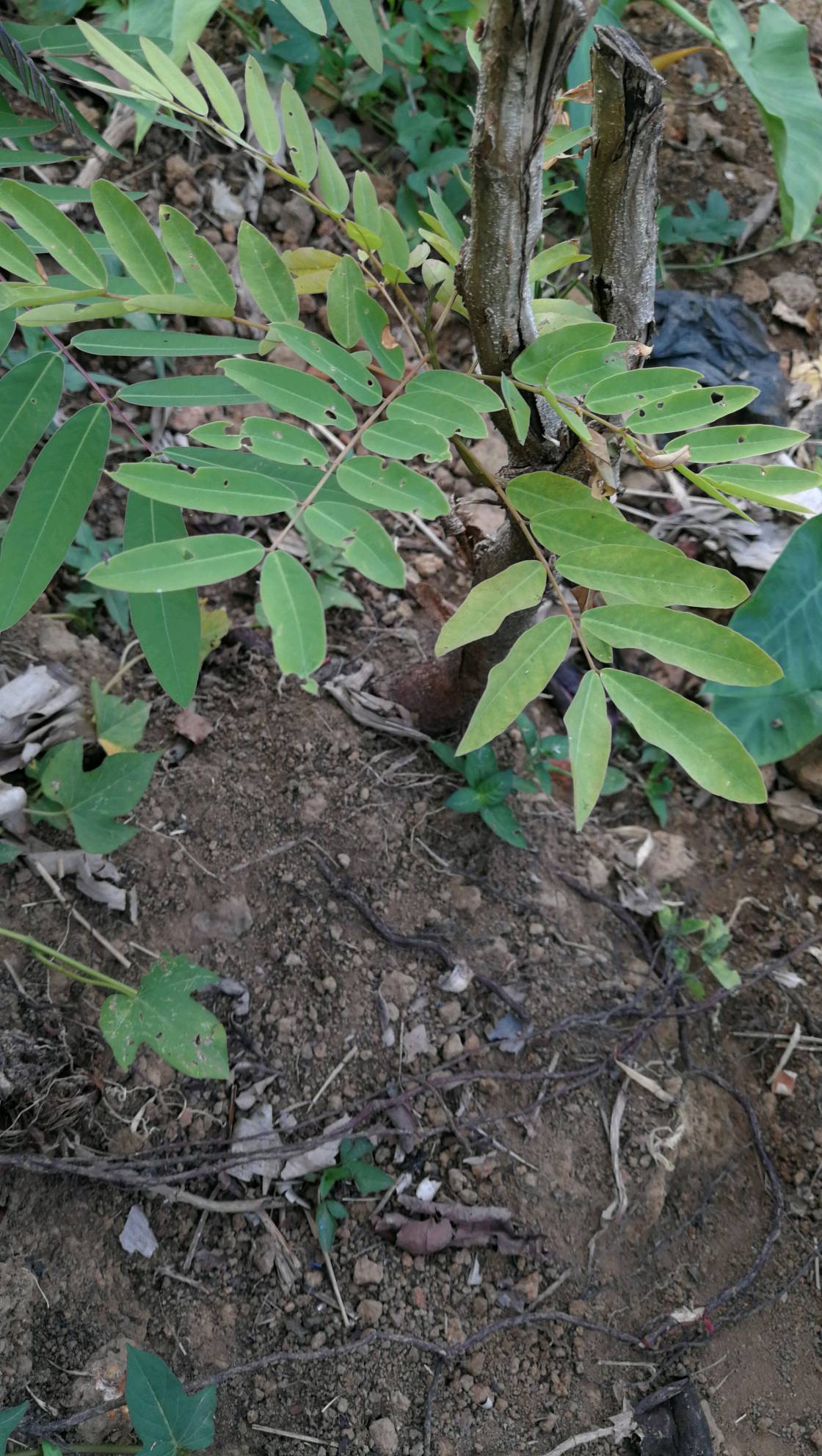 tree