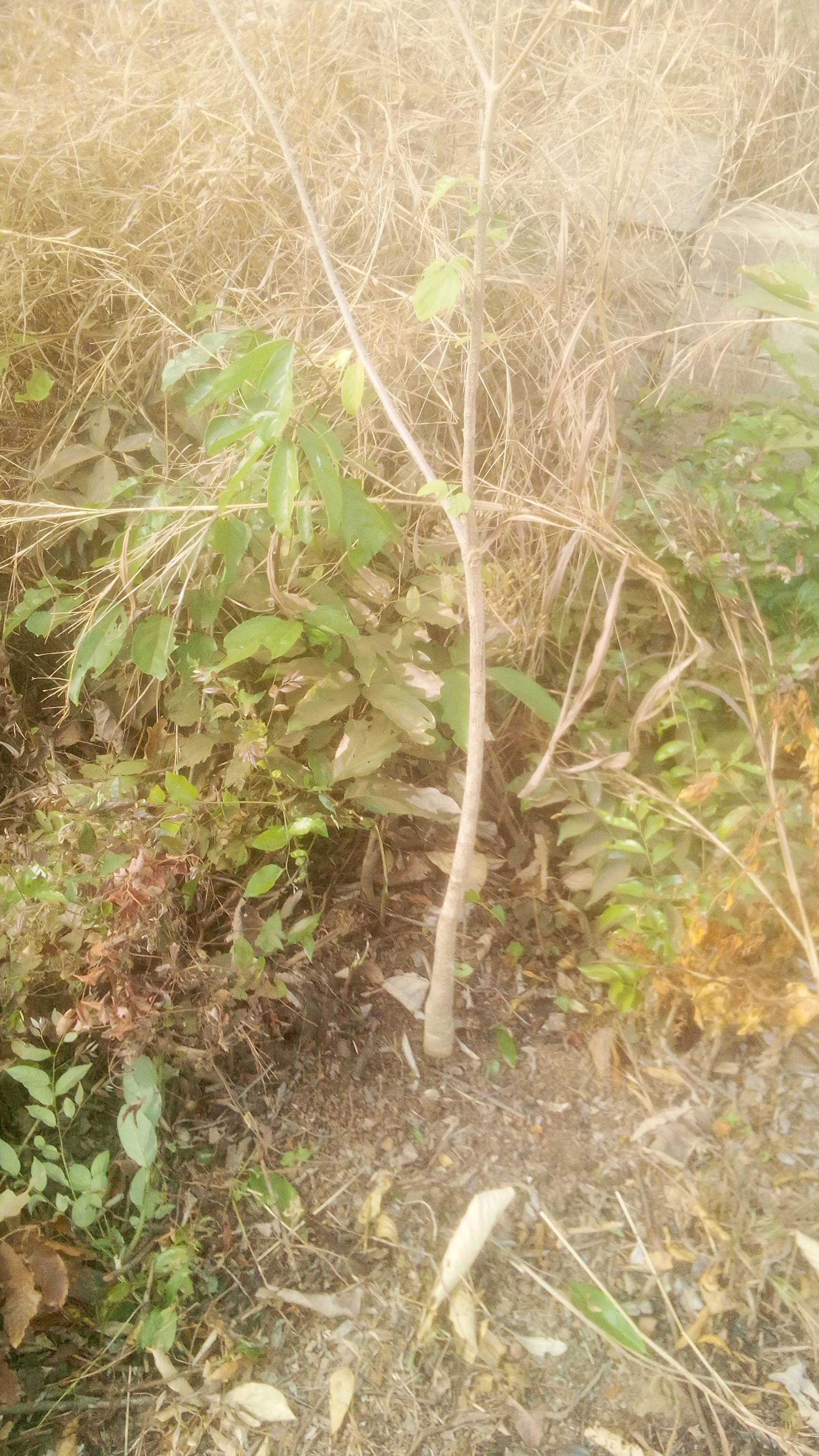 tree