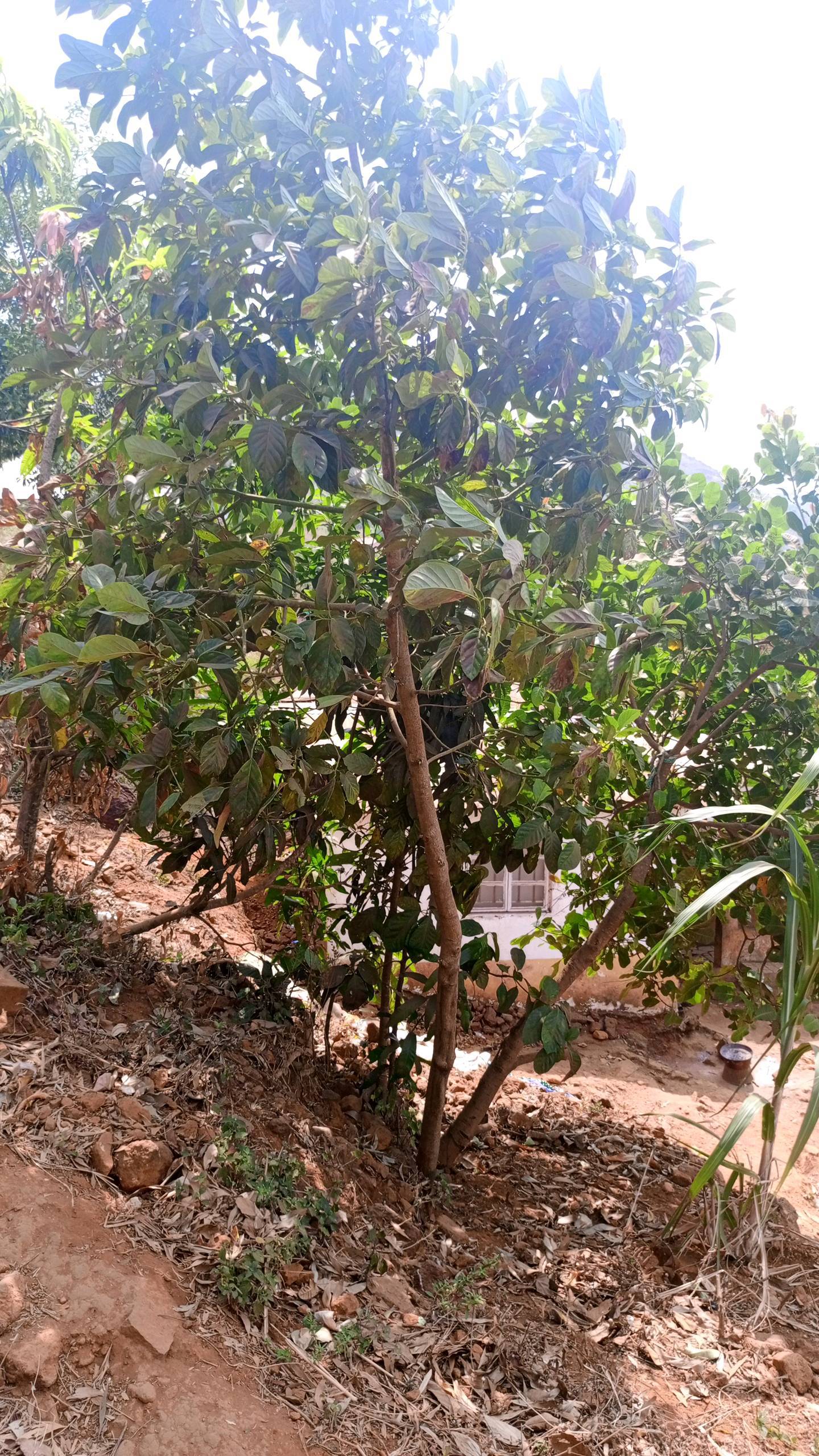 tree