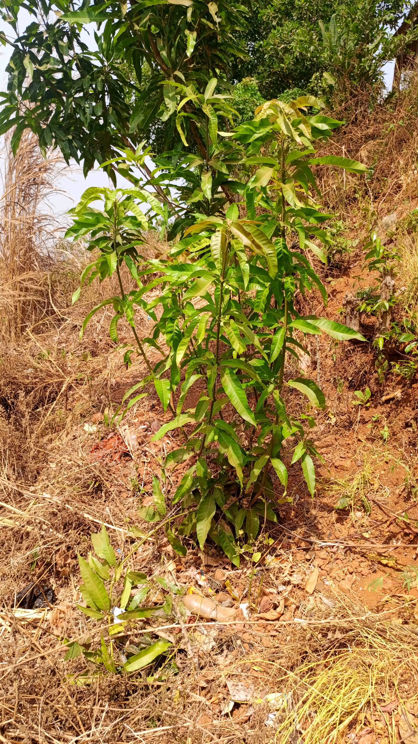 tree