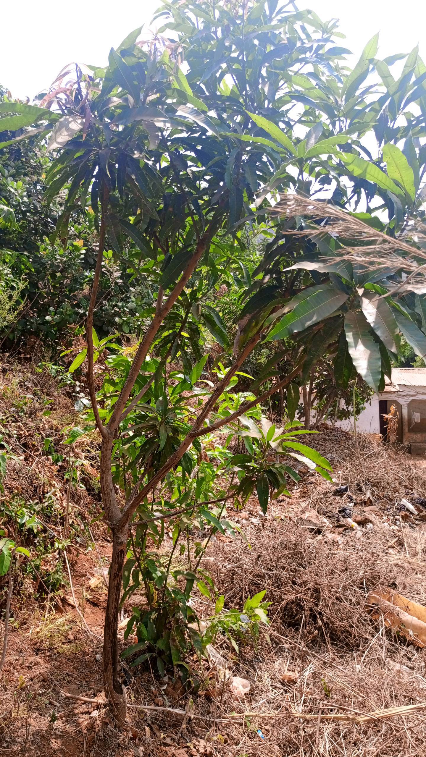 tree