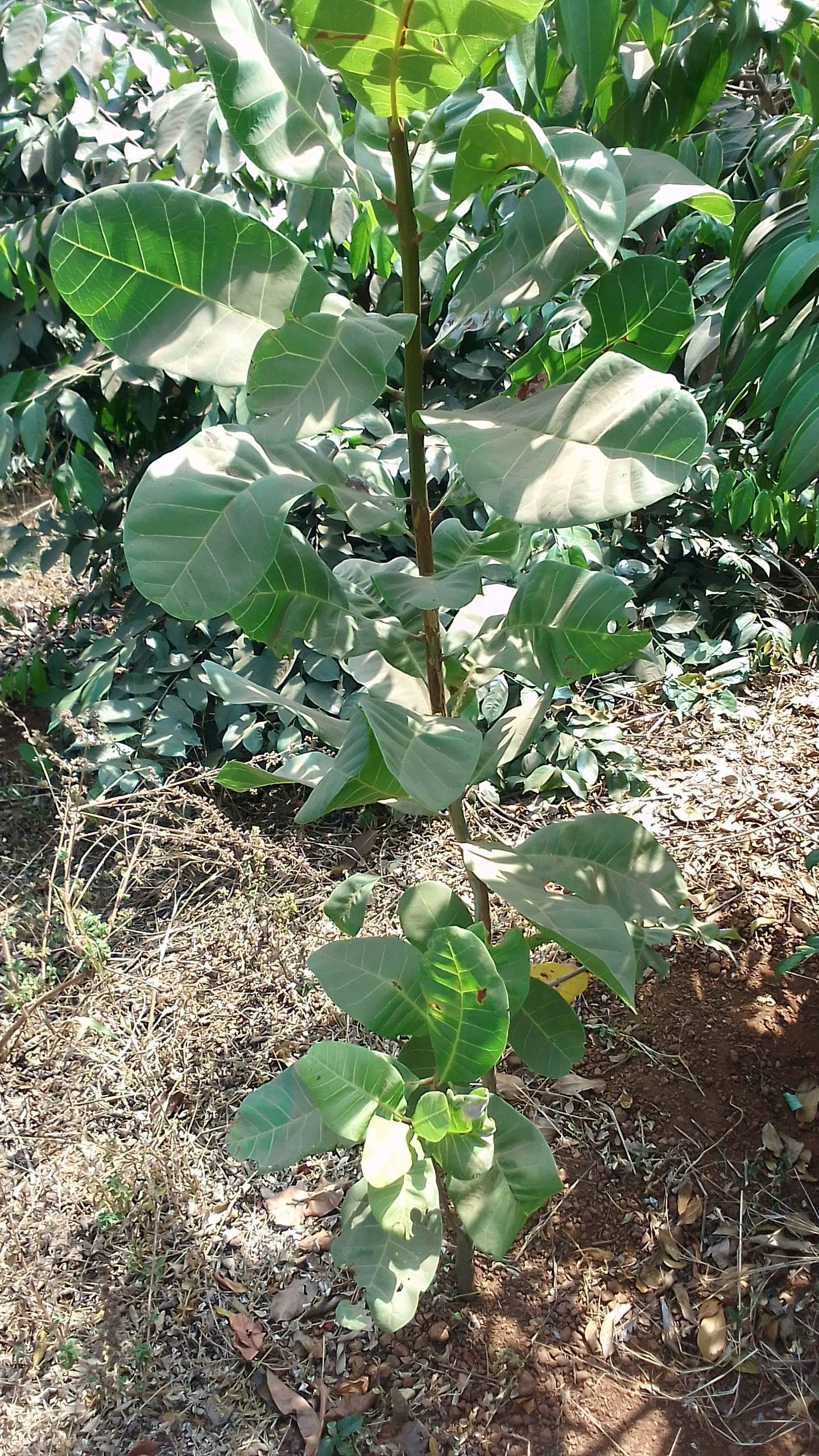tree