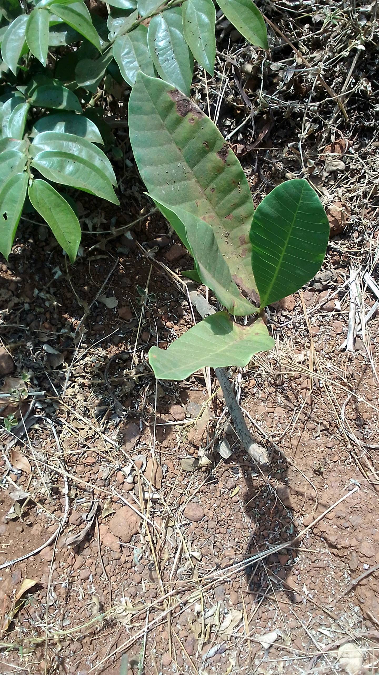 tree
