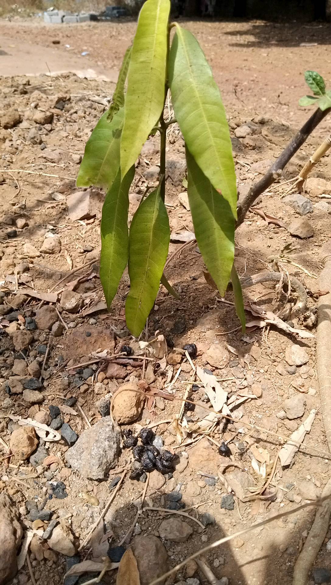 tree