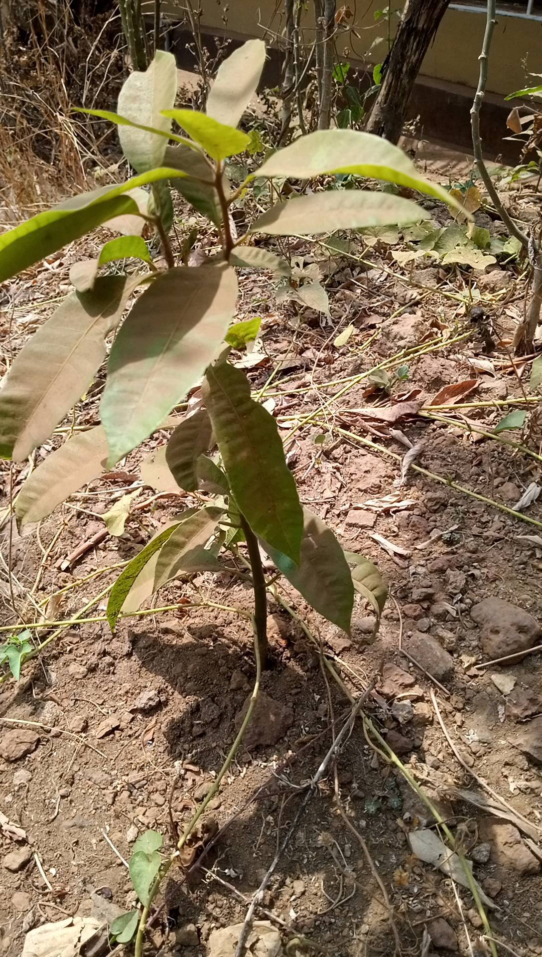 tree