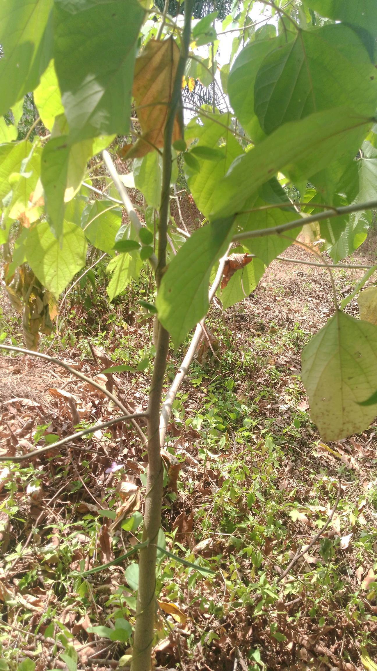 tree