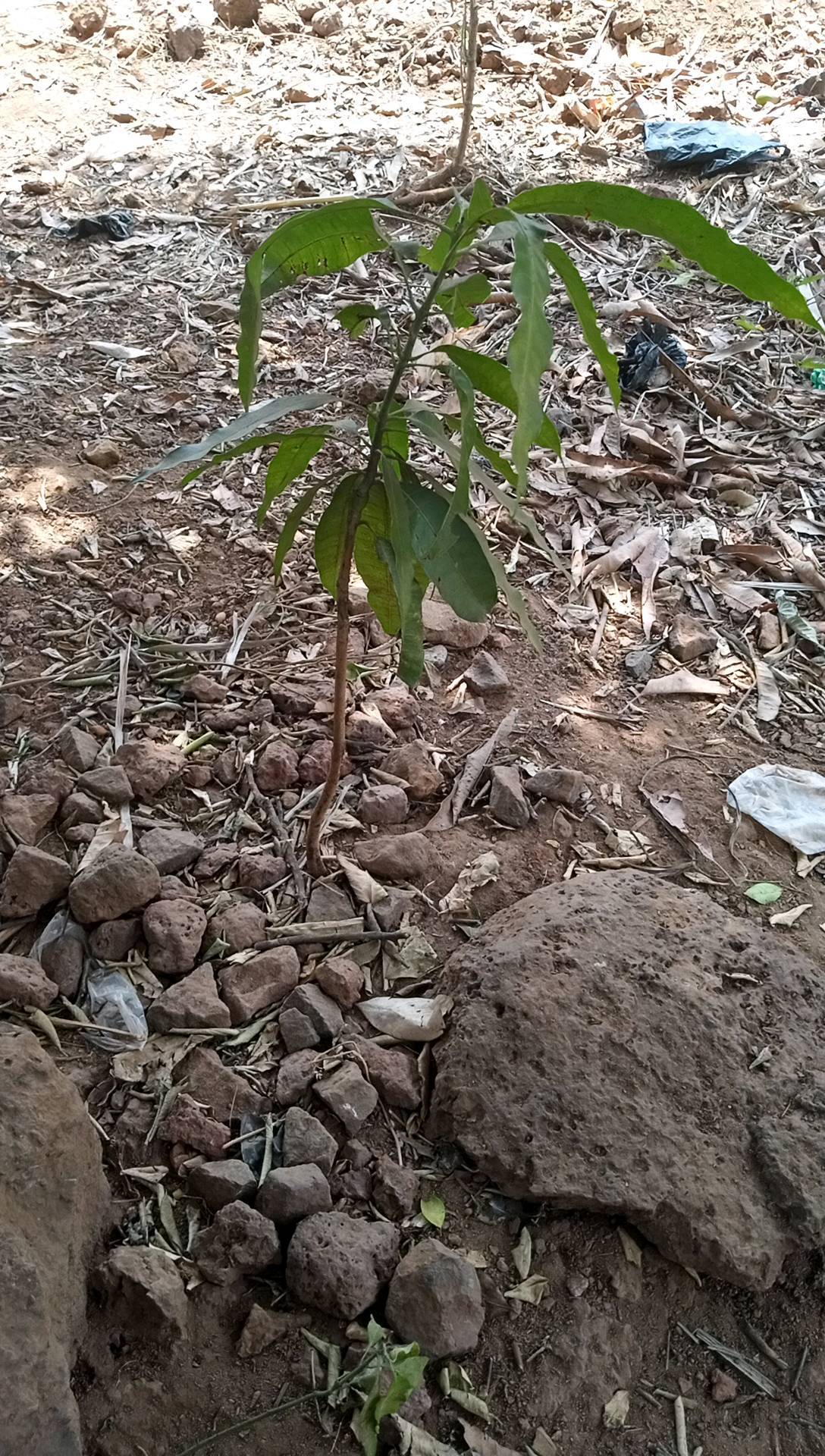 tree
