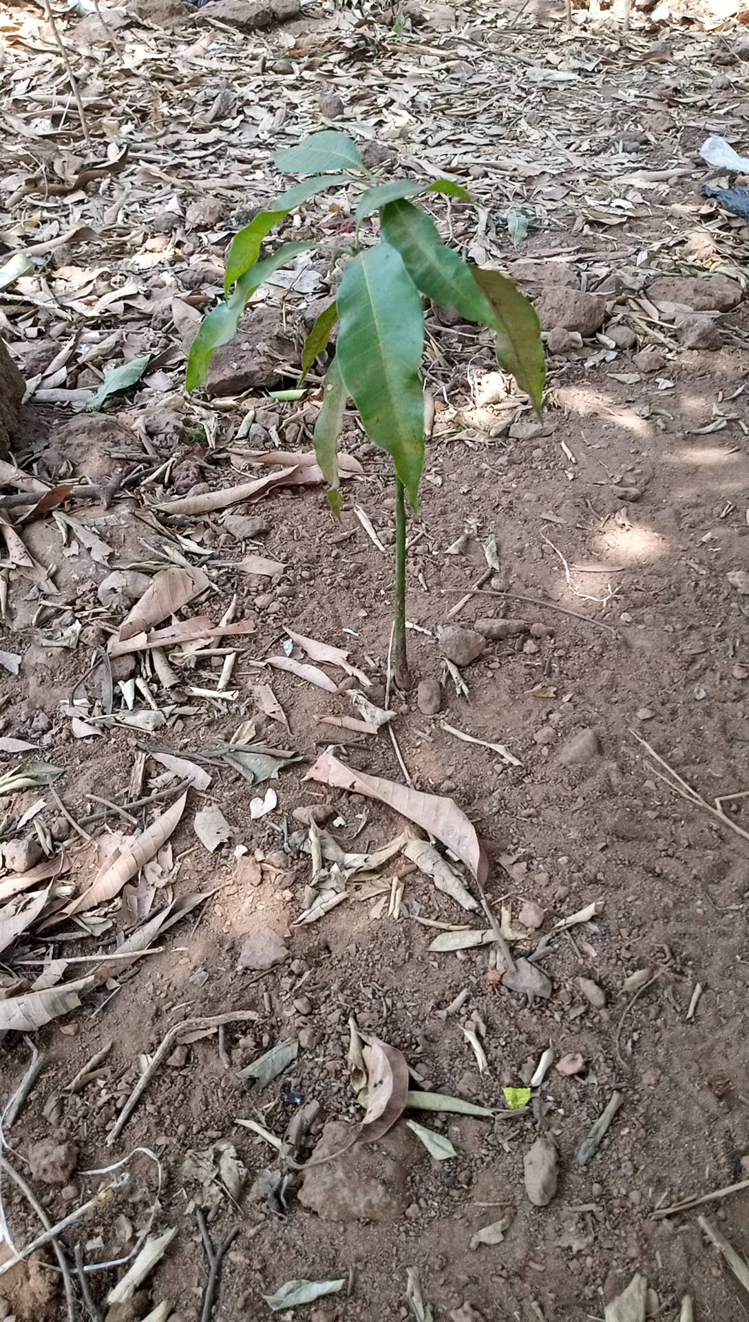 tree