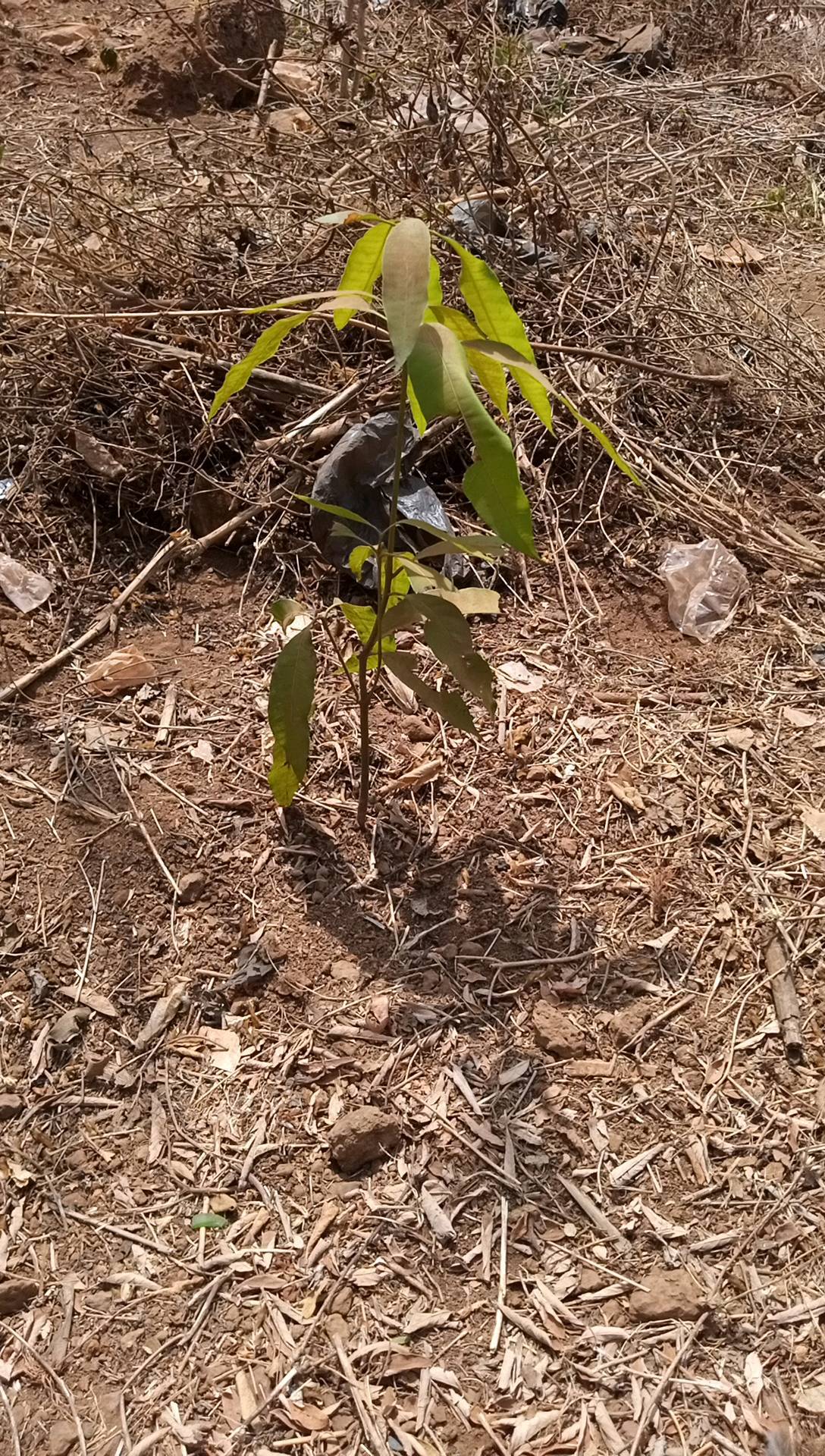 tree