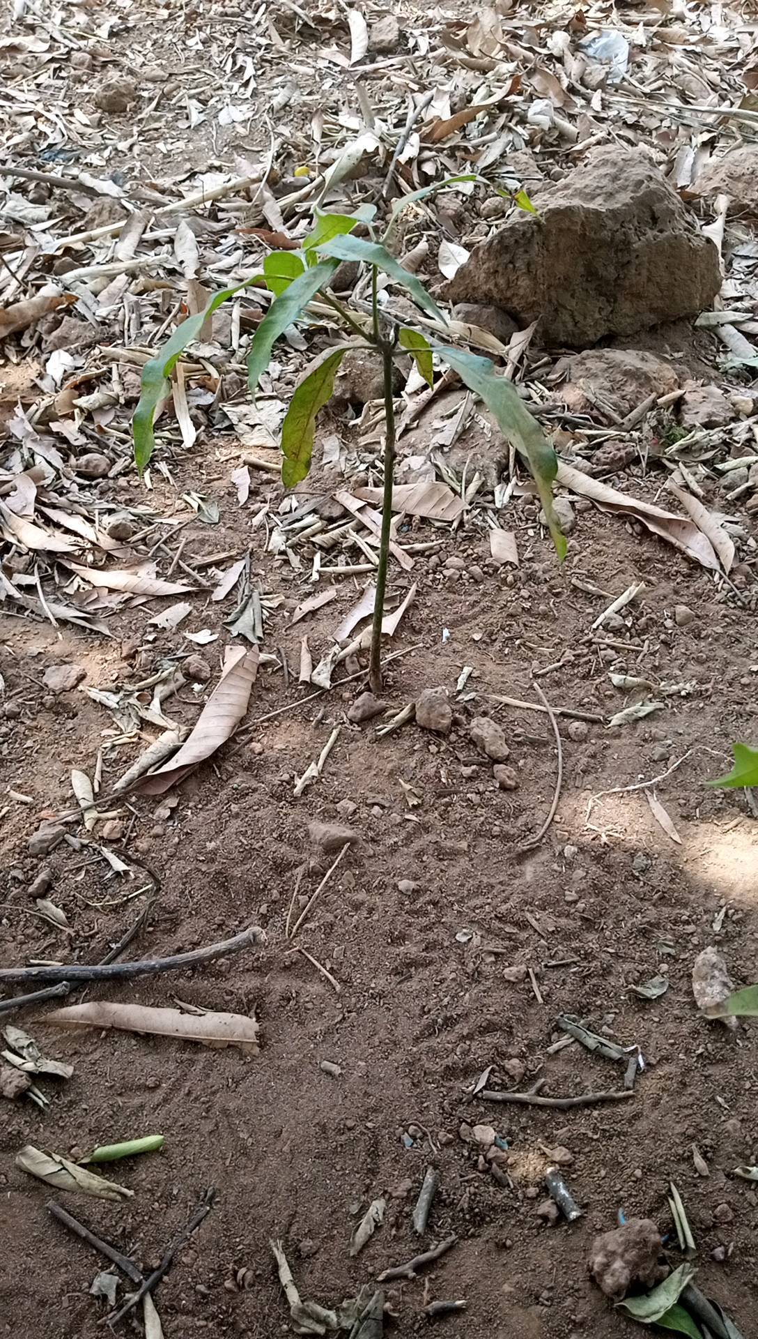 tree