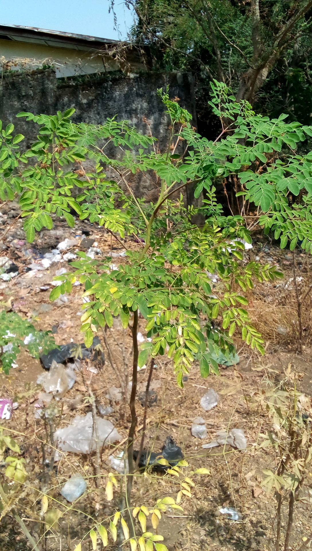 tree