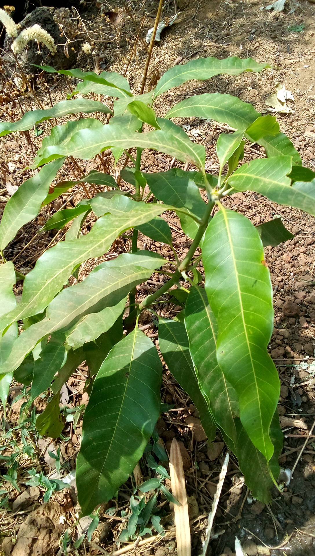 tree