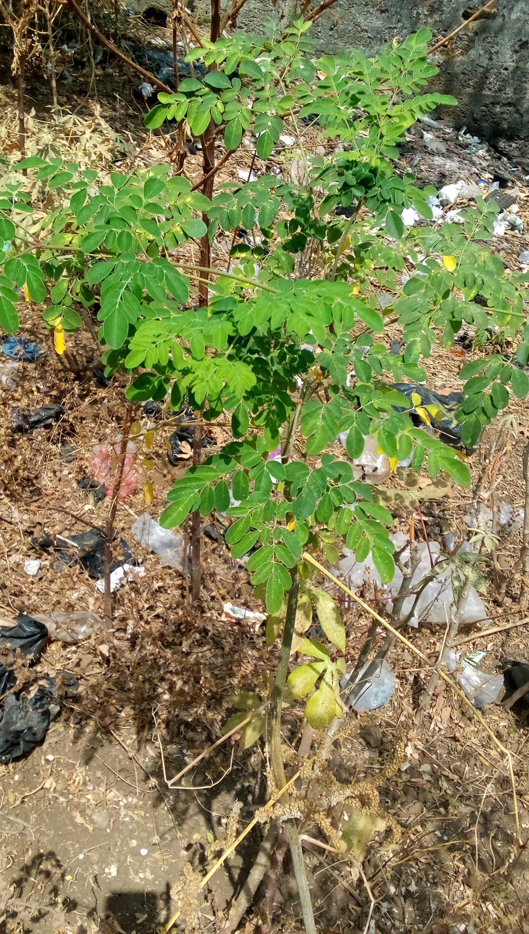 tree