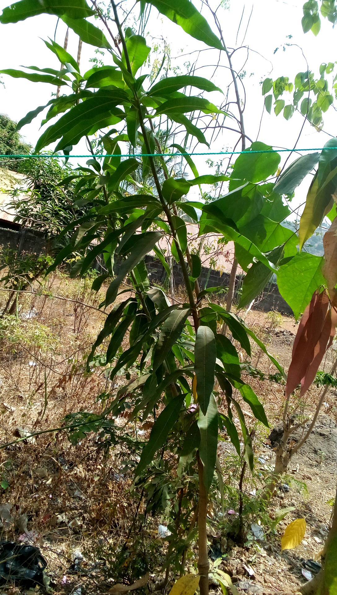 tree