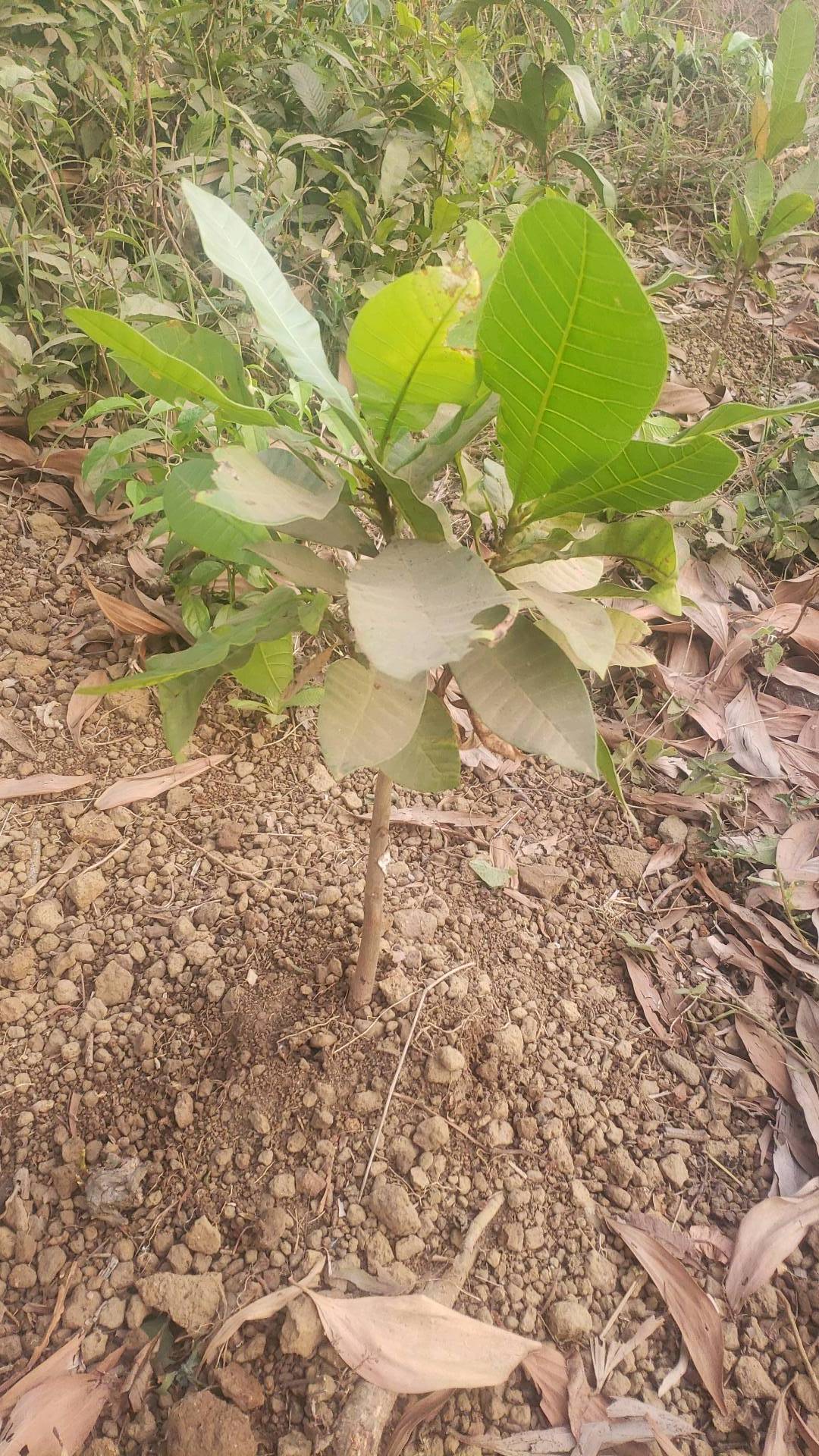 tree