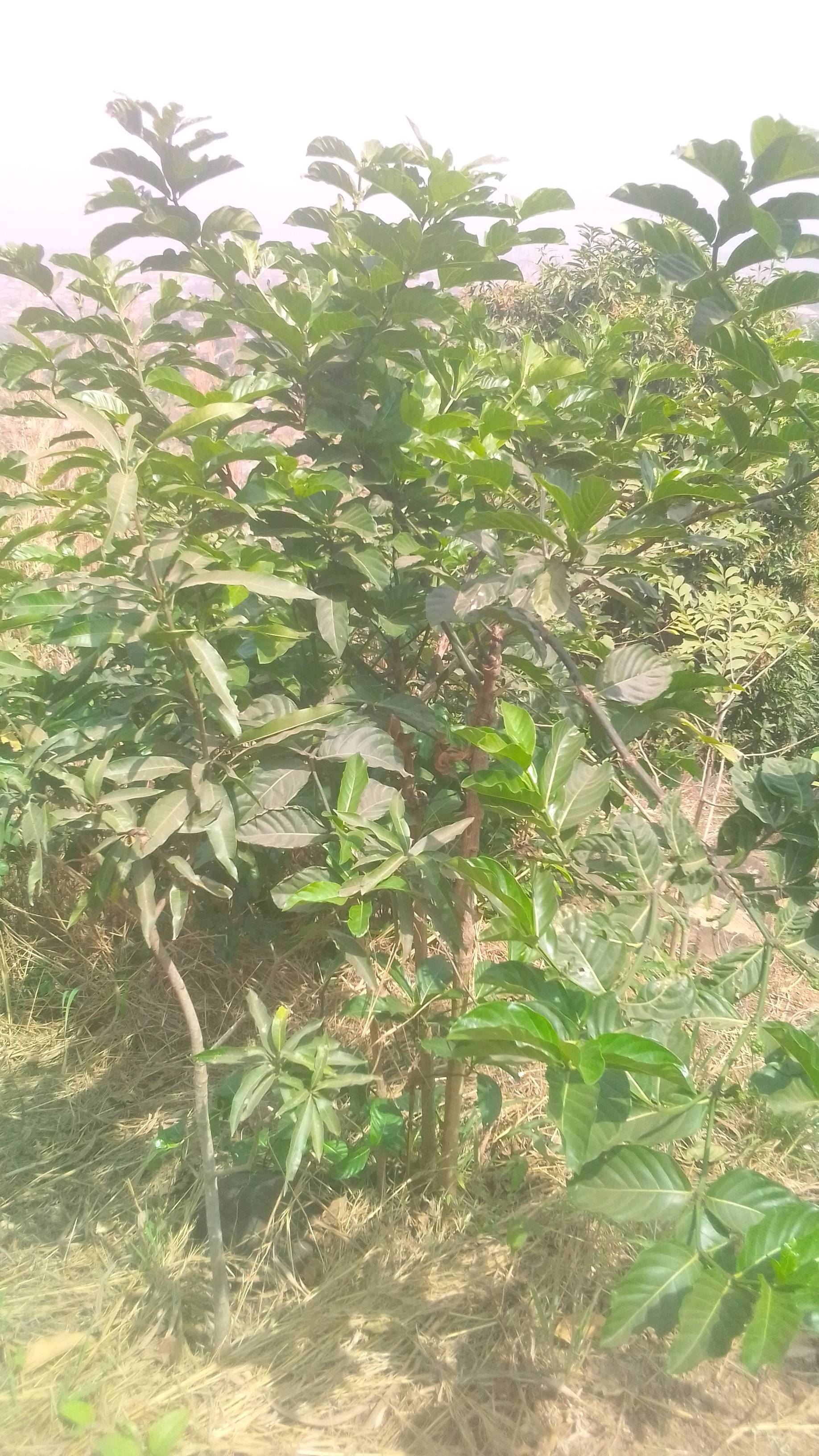 tree