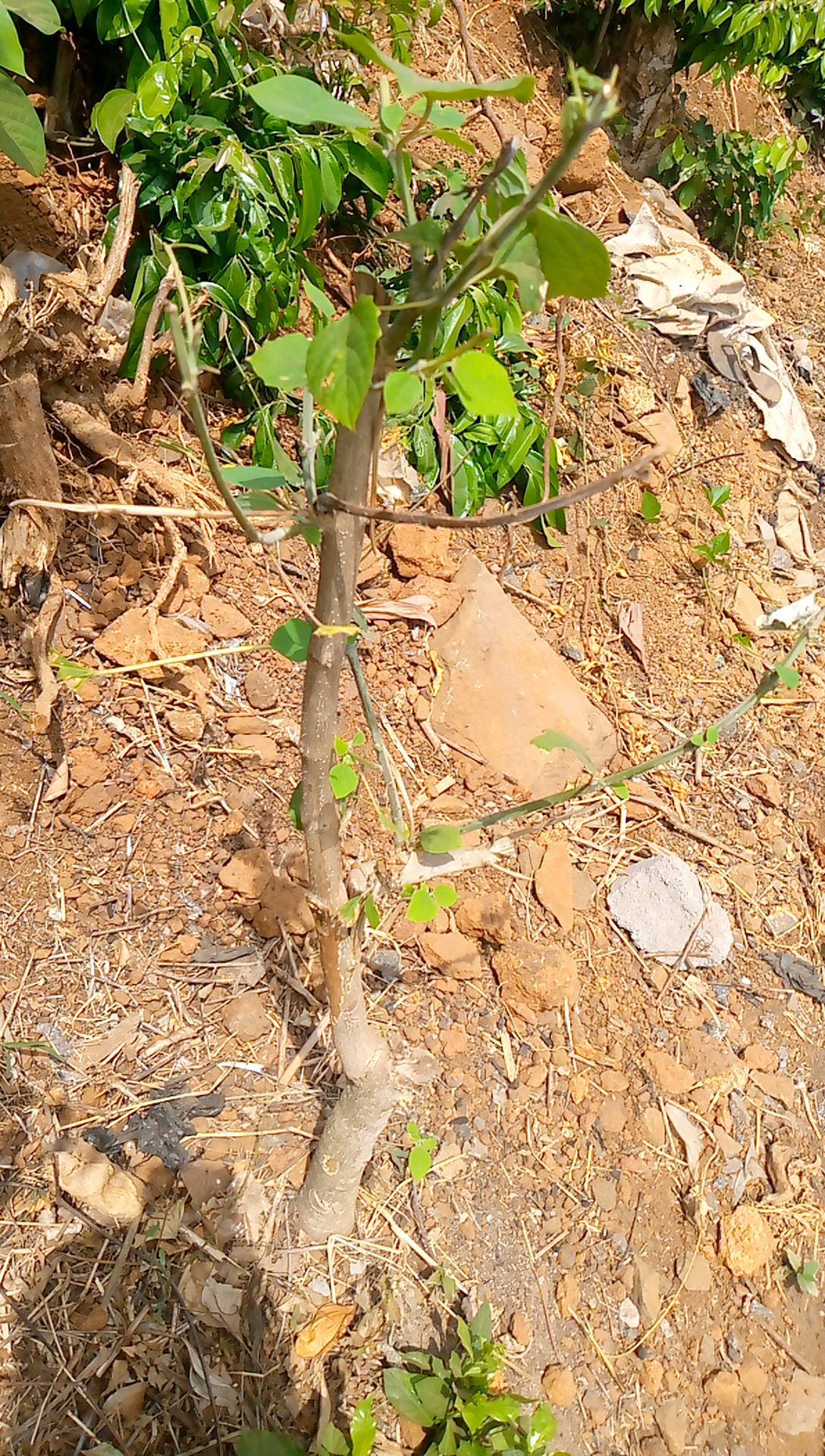 tree