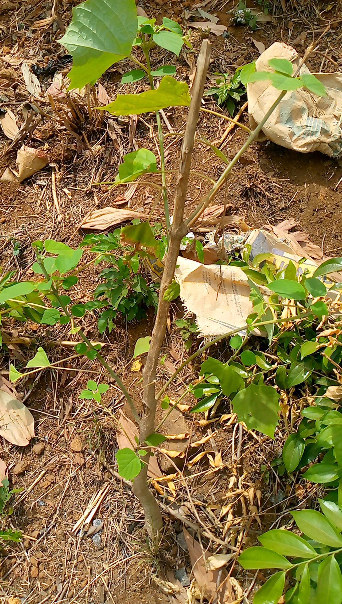 tree
